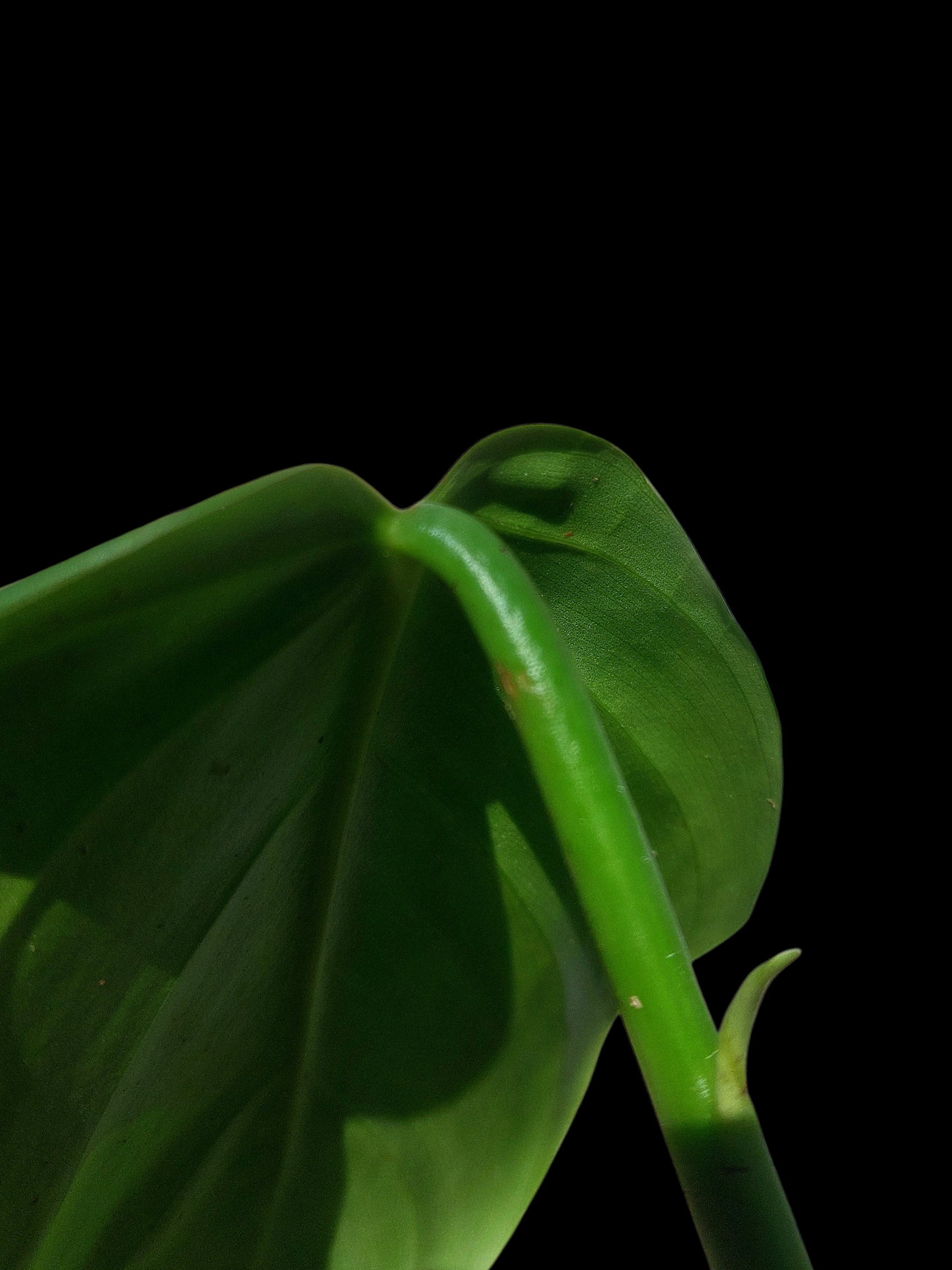 Philodendron Dodsonii Peru Ecotype