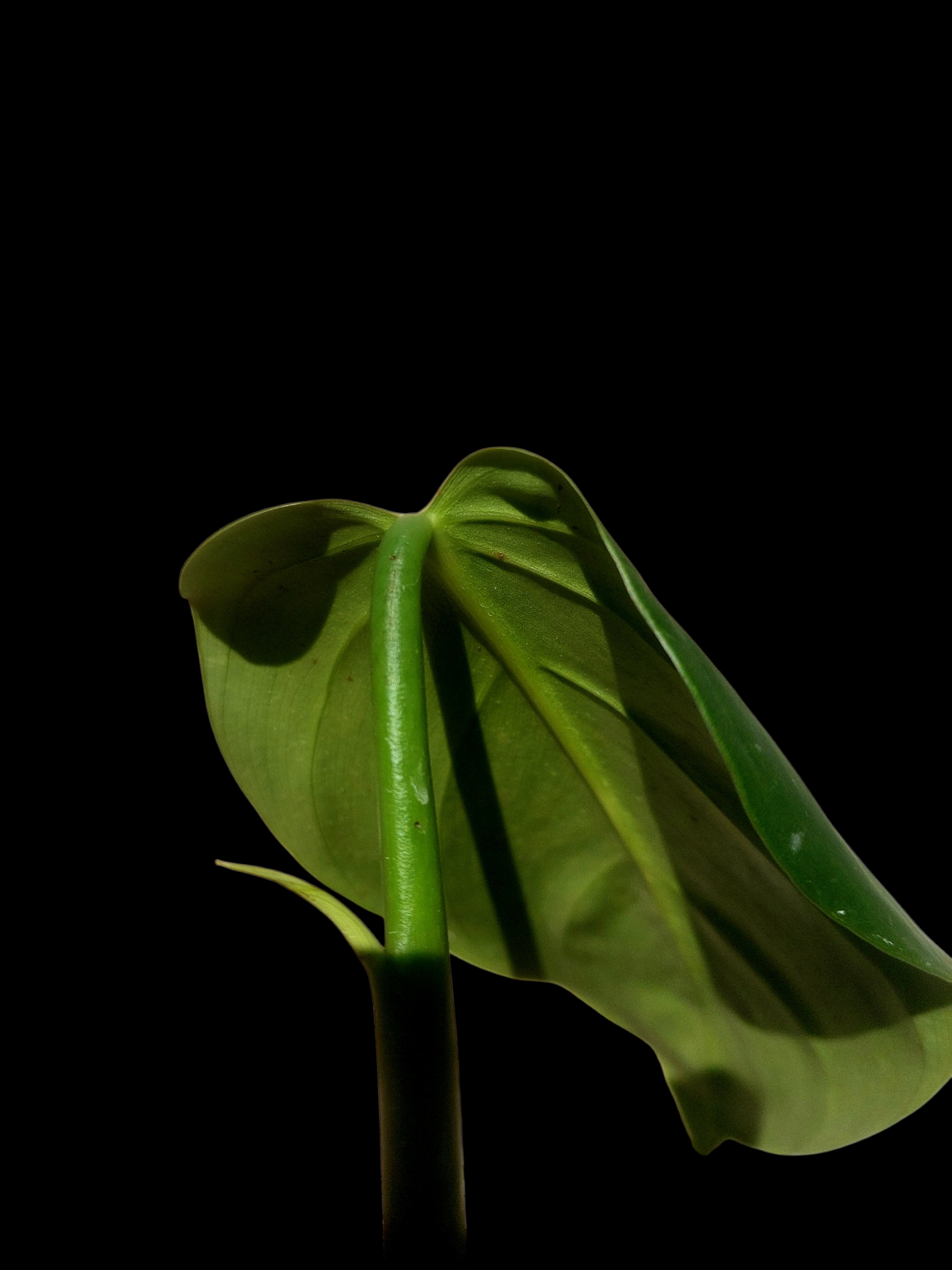 Philodendron Dodsonii Peru Ecotype