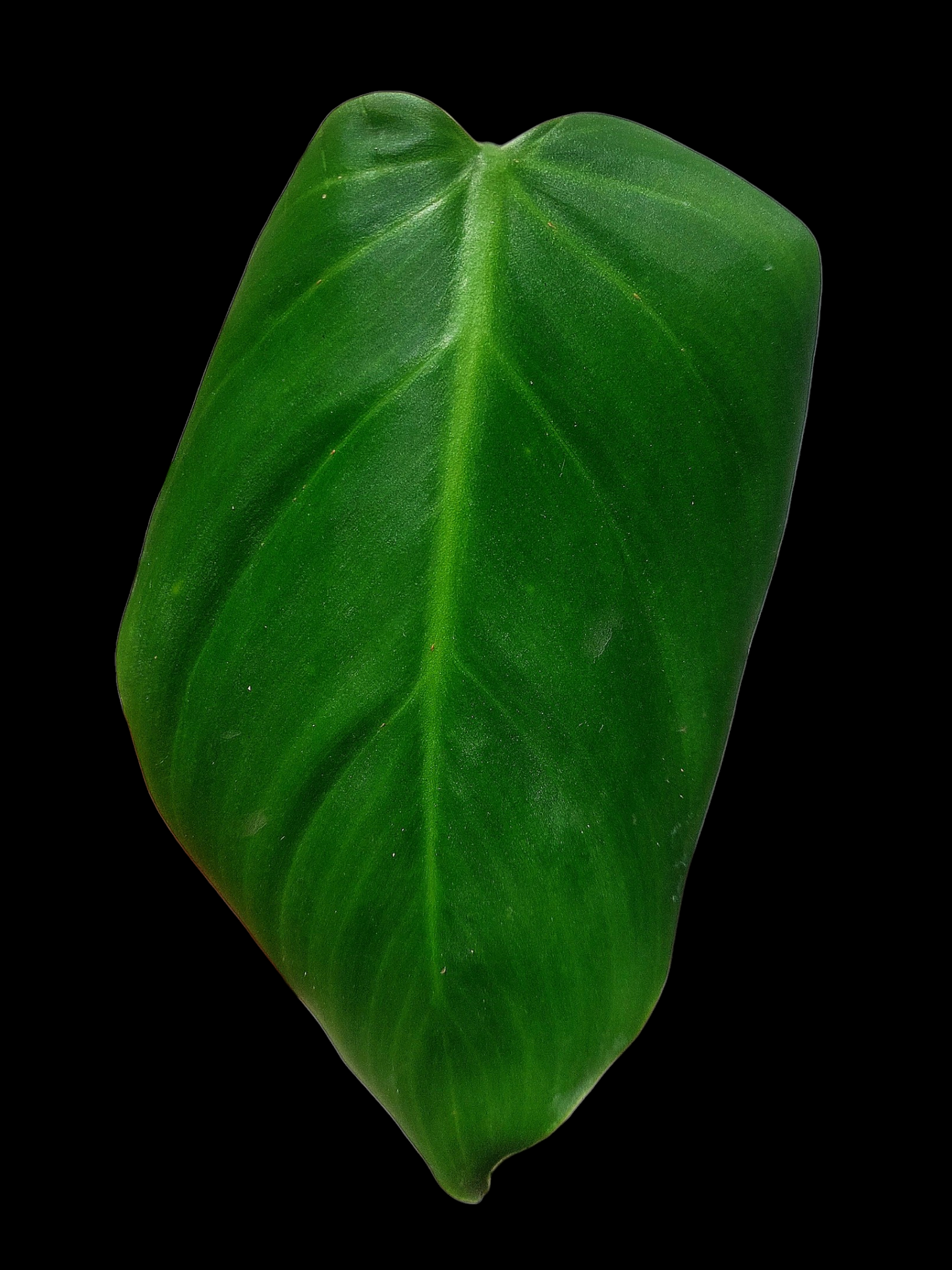 Philodendron Dodsonii Peru Ecotype