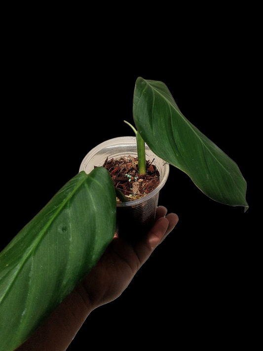 Philodendron Dodsonii Peru Ecotype