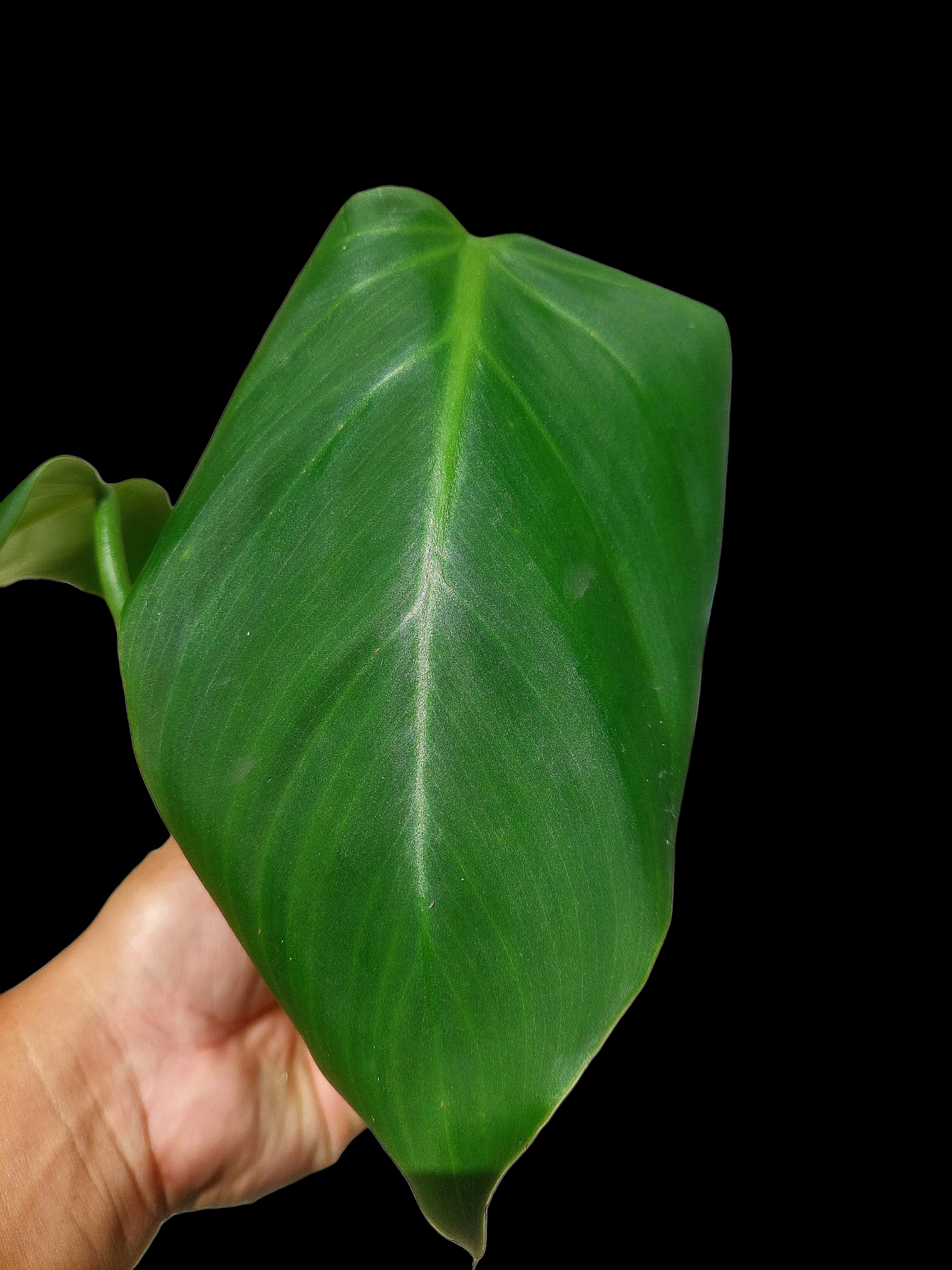 Philodendron Dodsonii Peru Ecotype