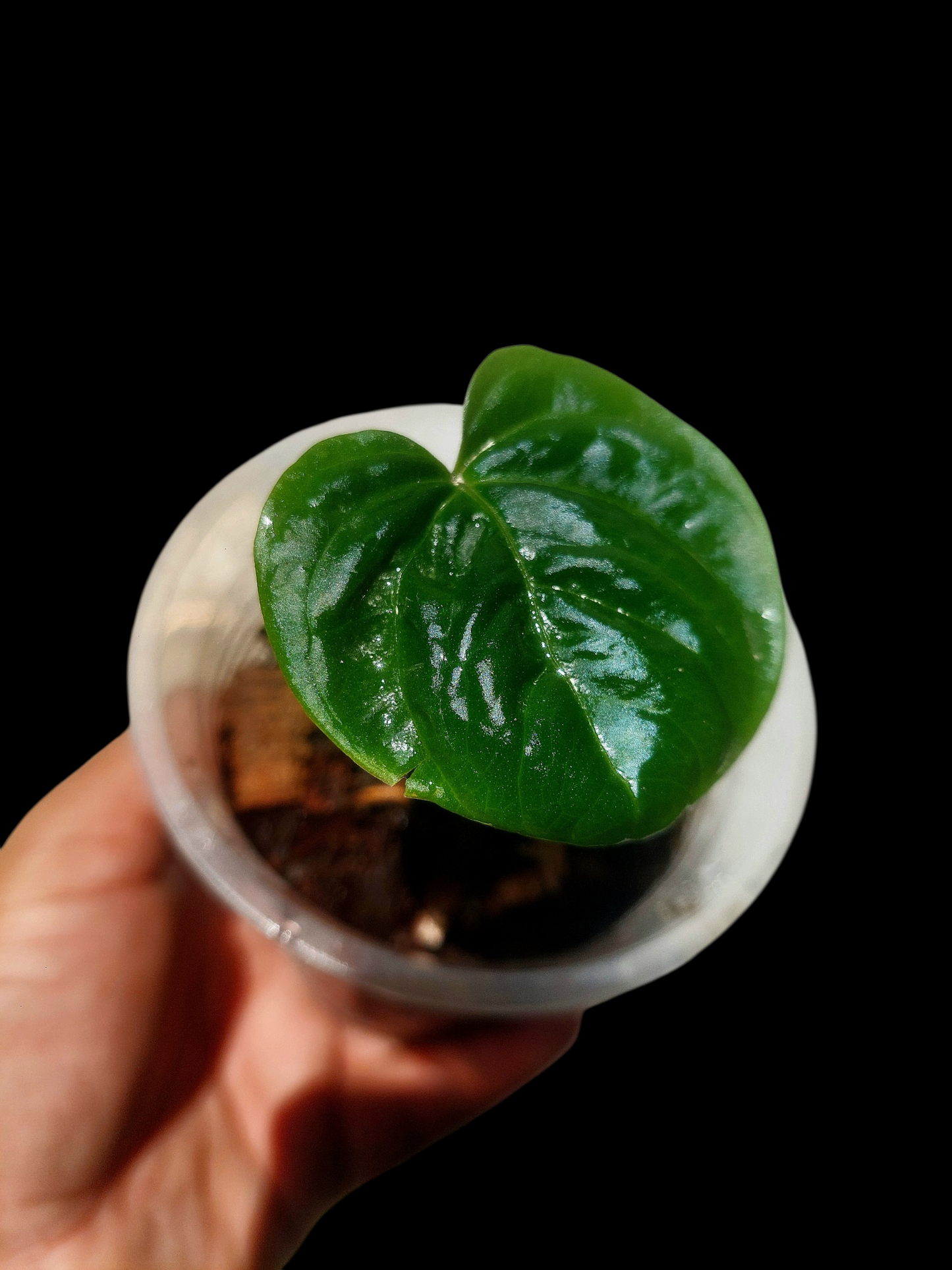 Anthurium Debilis Small Size (EXACT PLANT)