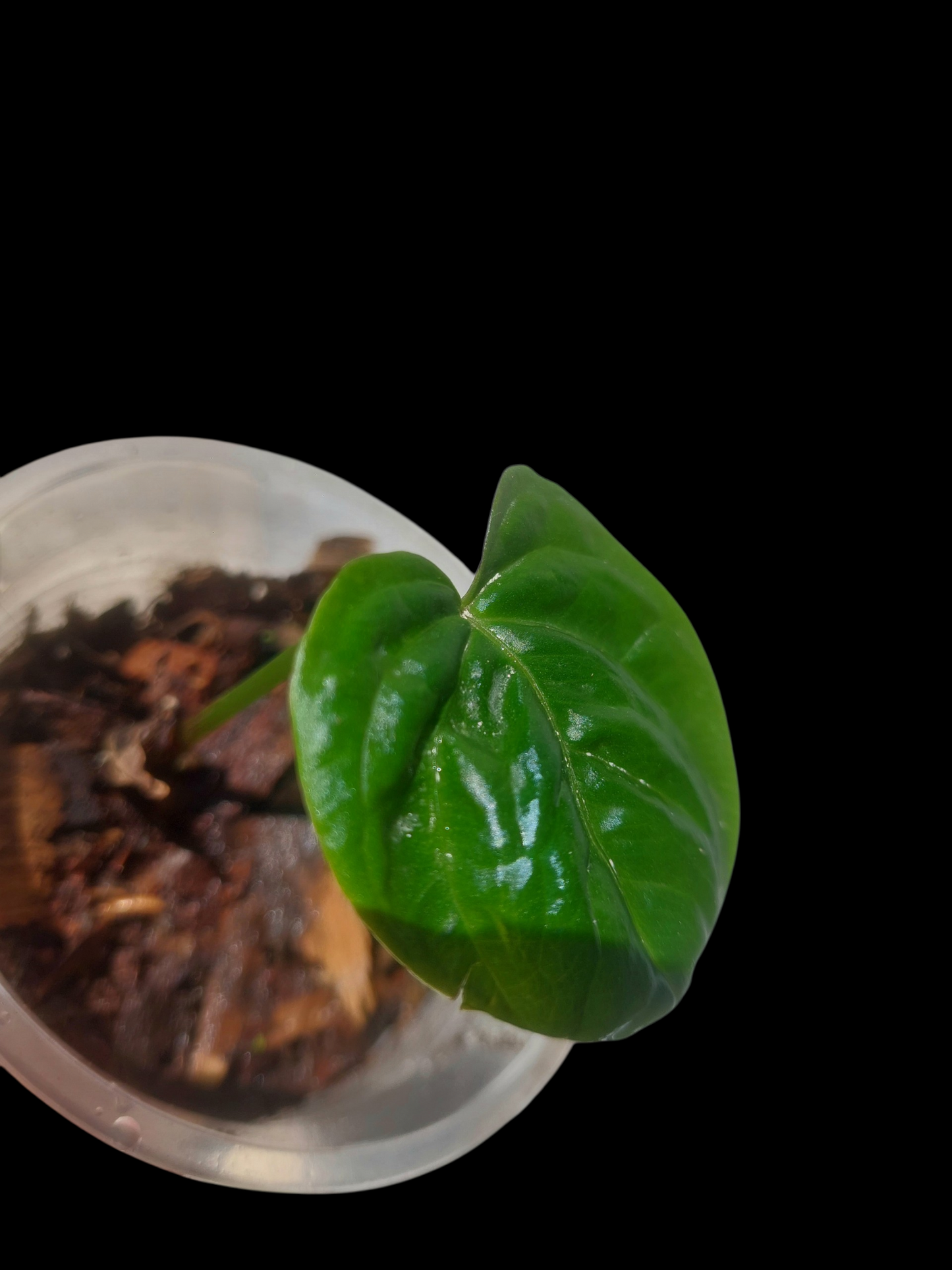 Anthurium Debilis Small Size (EXACT PLANT)