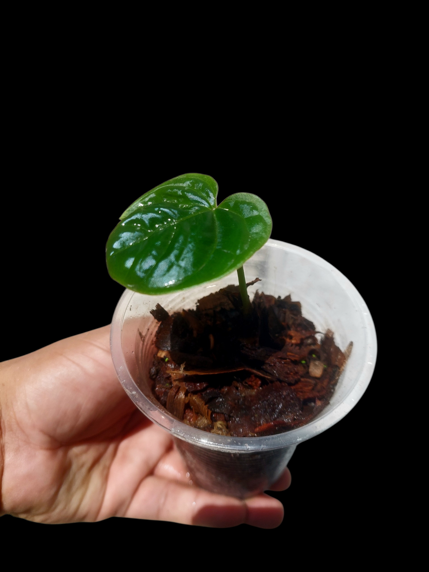 Anthurium Debilis Small Size (EXACT PLANT)