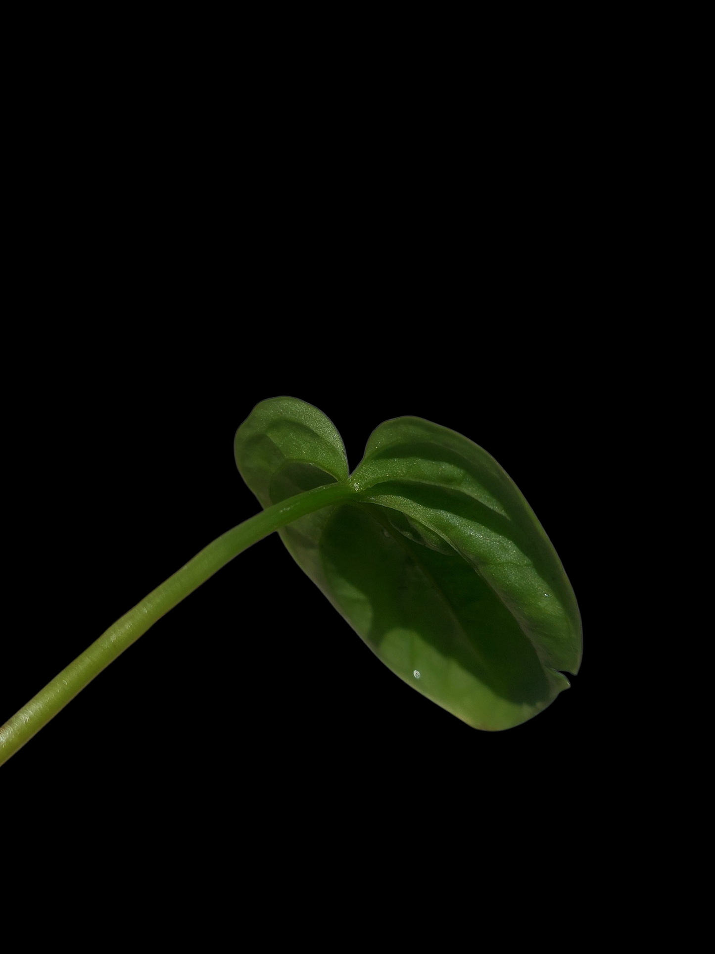 Anthurium Debilis Small Size (EXACT PLANT)