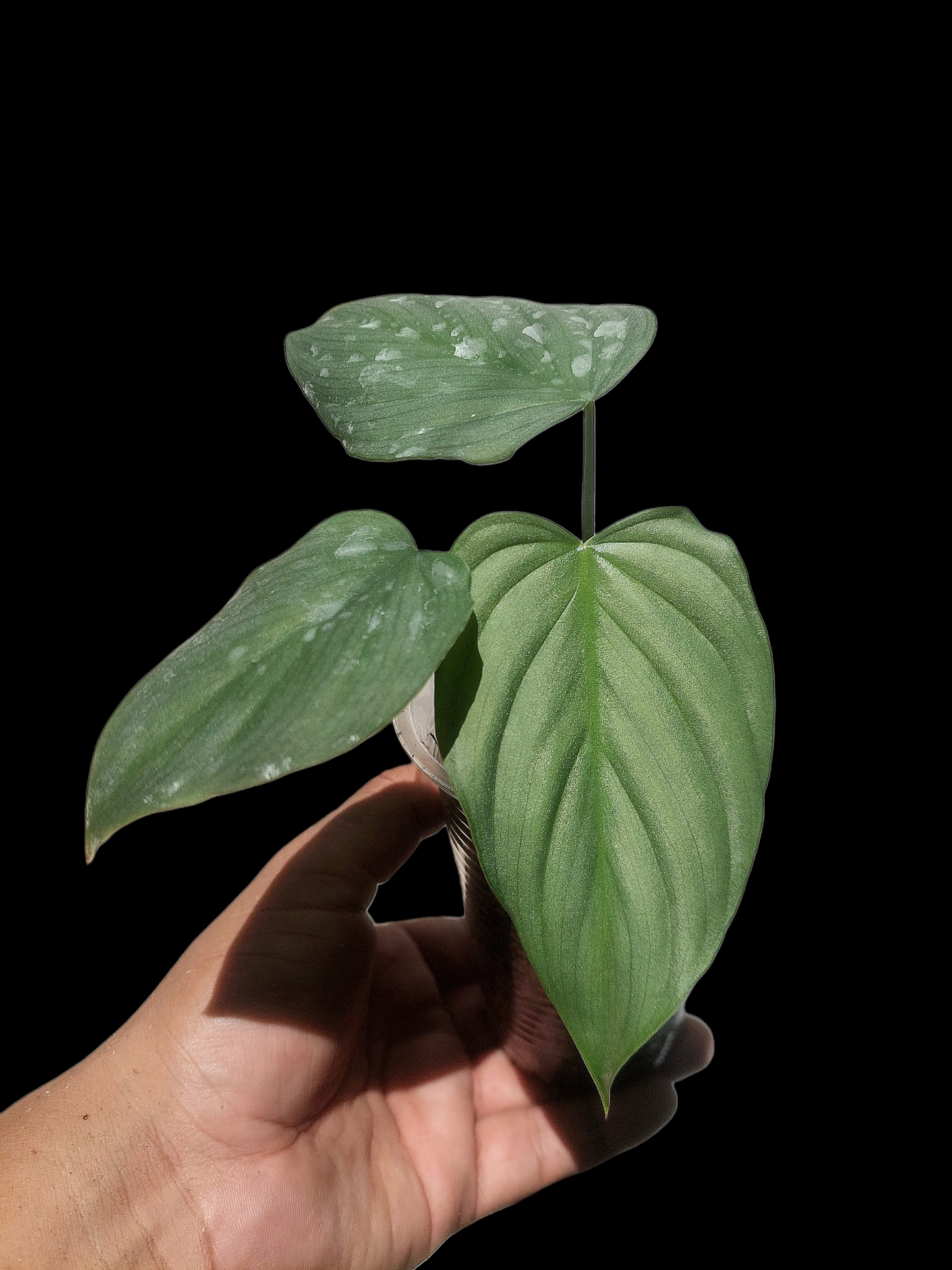 Philodendron sp. 'Silver Angel' Small Size  (EXACT PLANT)