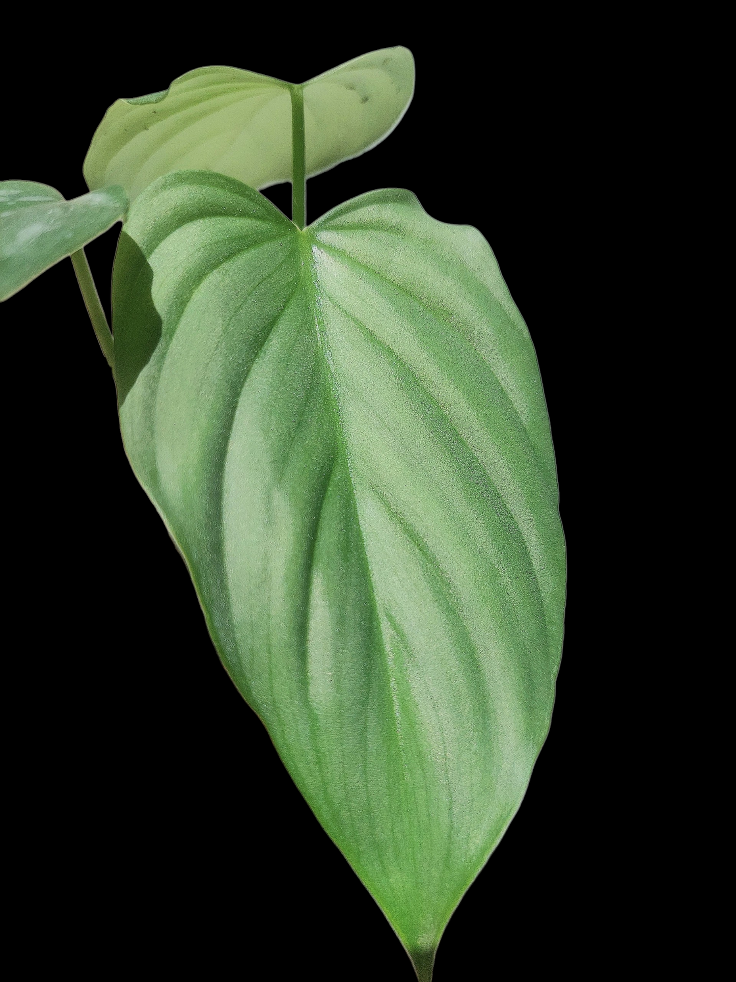 Philodendron sp. 'Silver Angel' Small Size  (EXACT PLANT)