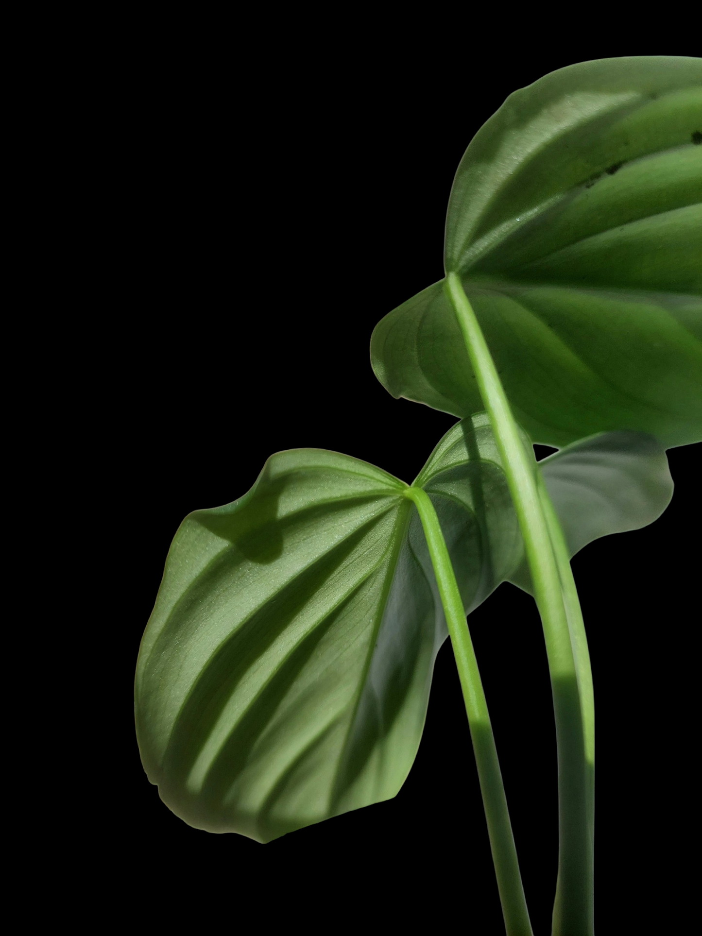 Philodendron sp. 'Silver Angel' Small Size  (EXACT PLANT)