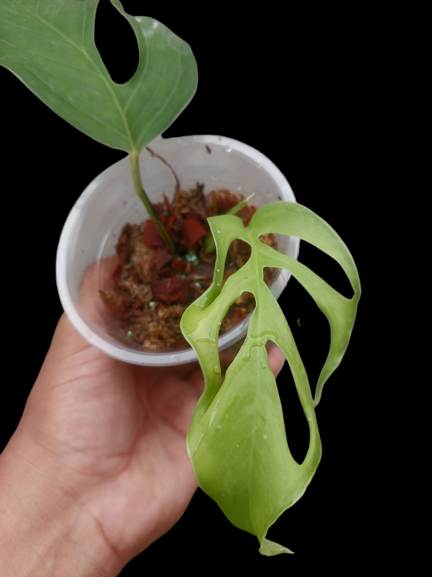 Monstera sp. 'Gracilis Loreto' Small Size (EXACT PLANT)