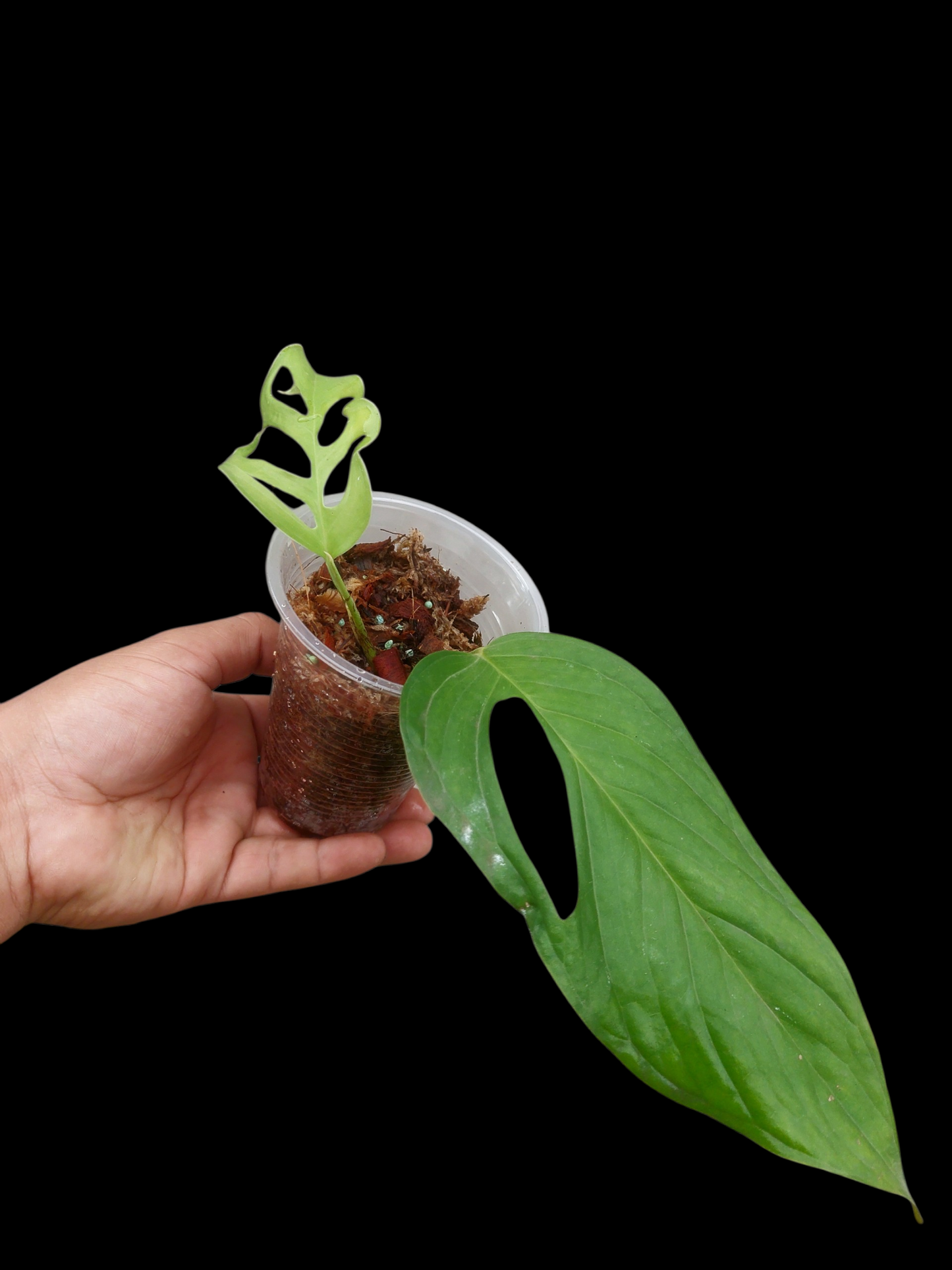 Monstera sp. 'Gracilis Loreto' Small Size (EXACT PLANT)