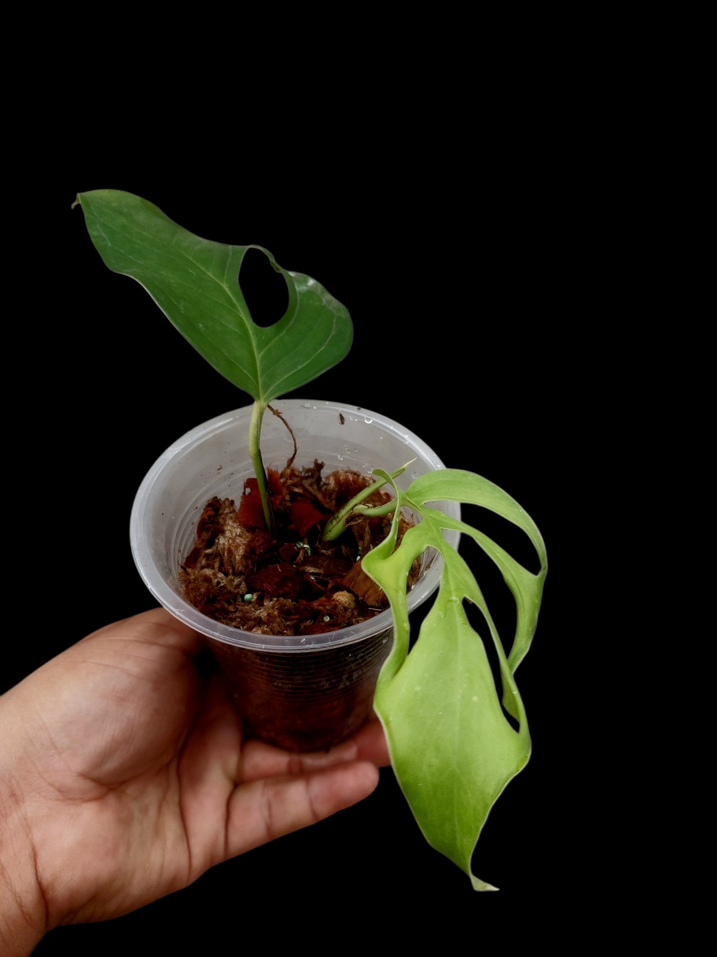 Monstera sp. 'Gracilis Loreto' Small Size (EXACT PLANT)