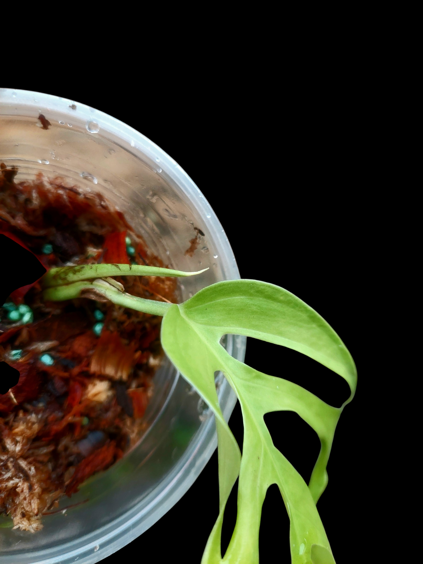 Monstera sp. 'Gracilis Loreto' Small Size (EXACT PLANT)