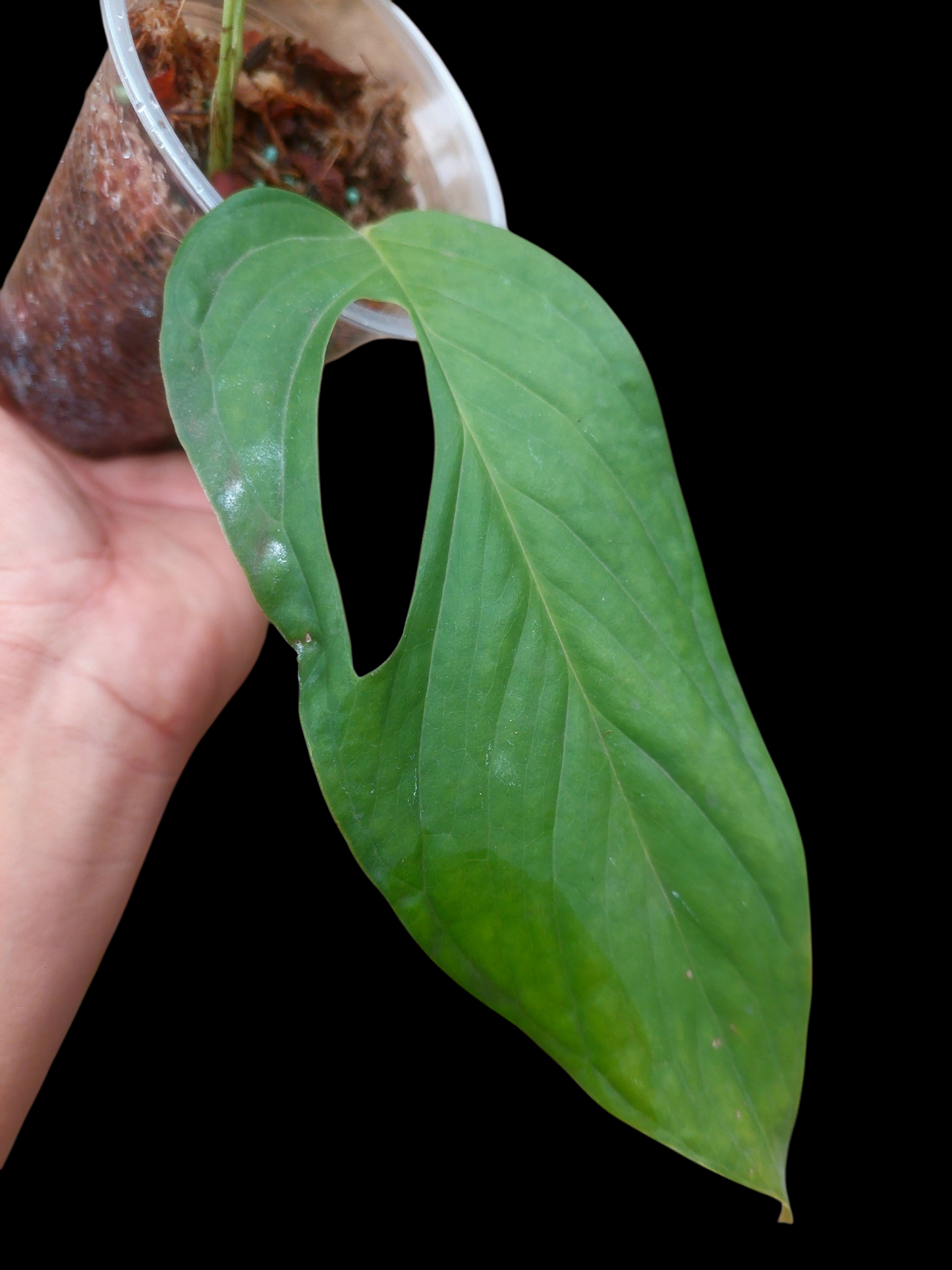 Monstera sp. 'Gracilis Loreto' Small Size (EXACT PLANT)