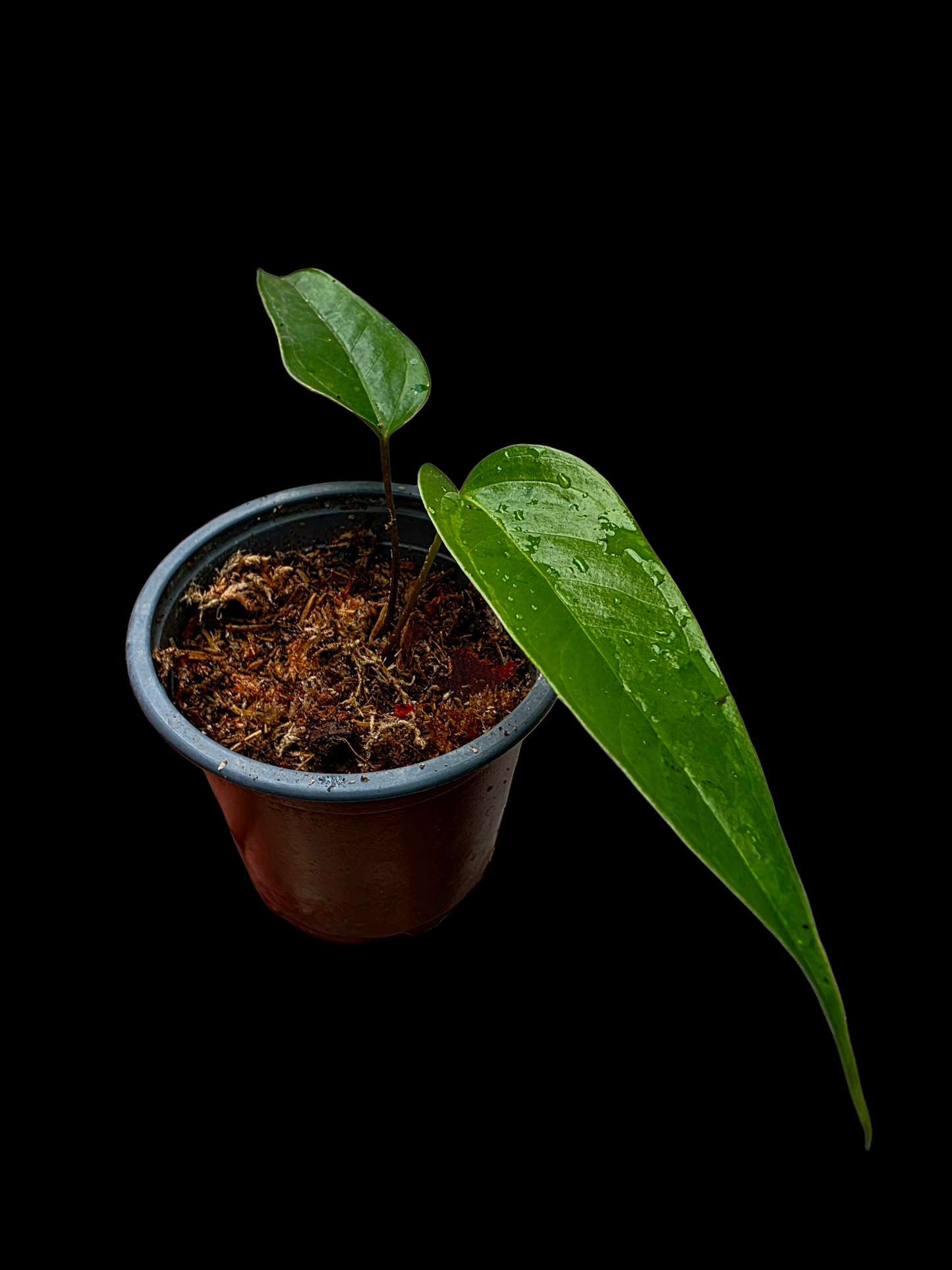 Anthurium Flavolineatum Small Plant (EXACT PLANT)