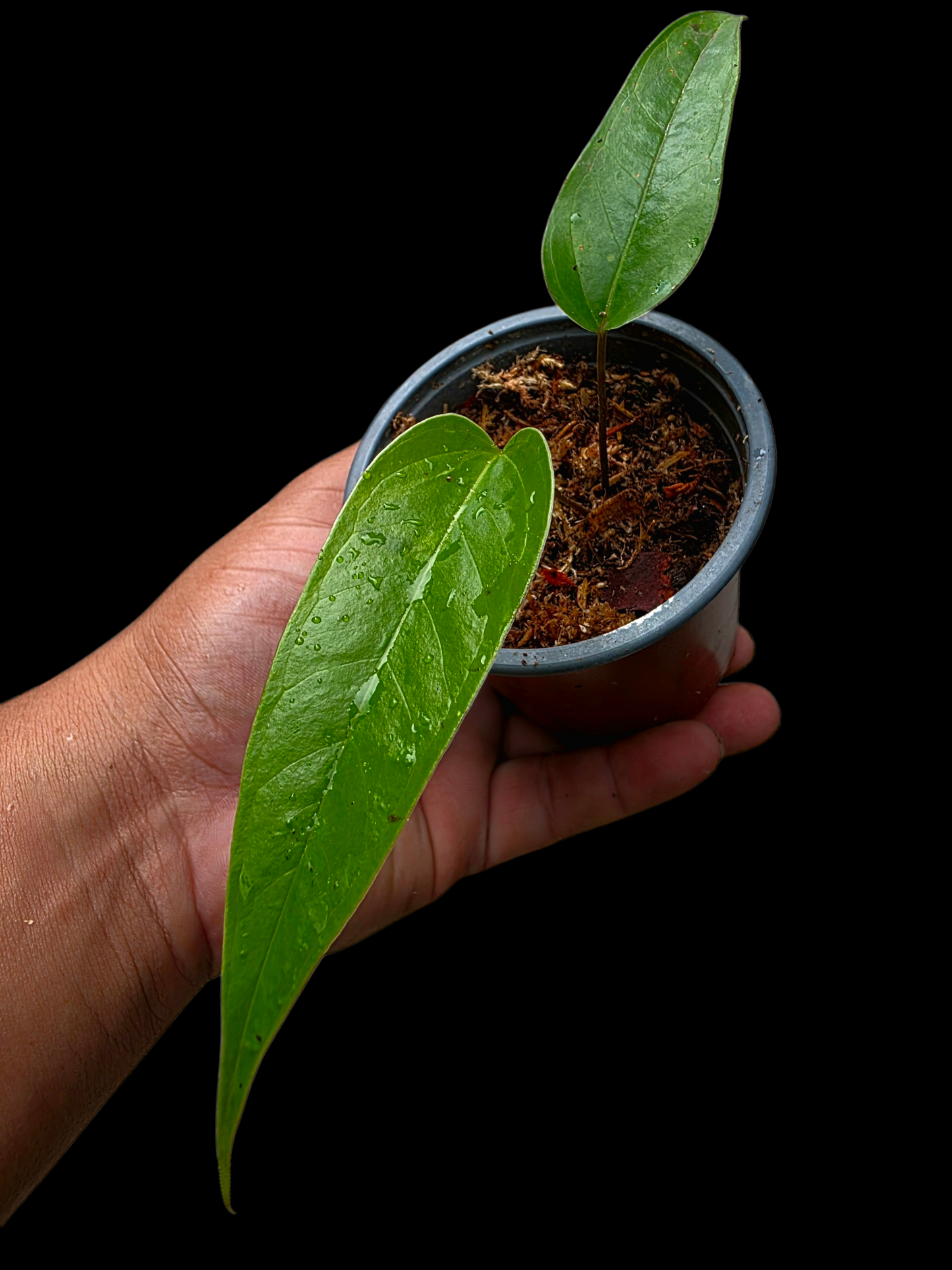 Anthurium Flavolineatum Small Plant (EXACT PLANT)