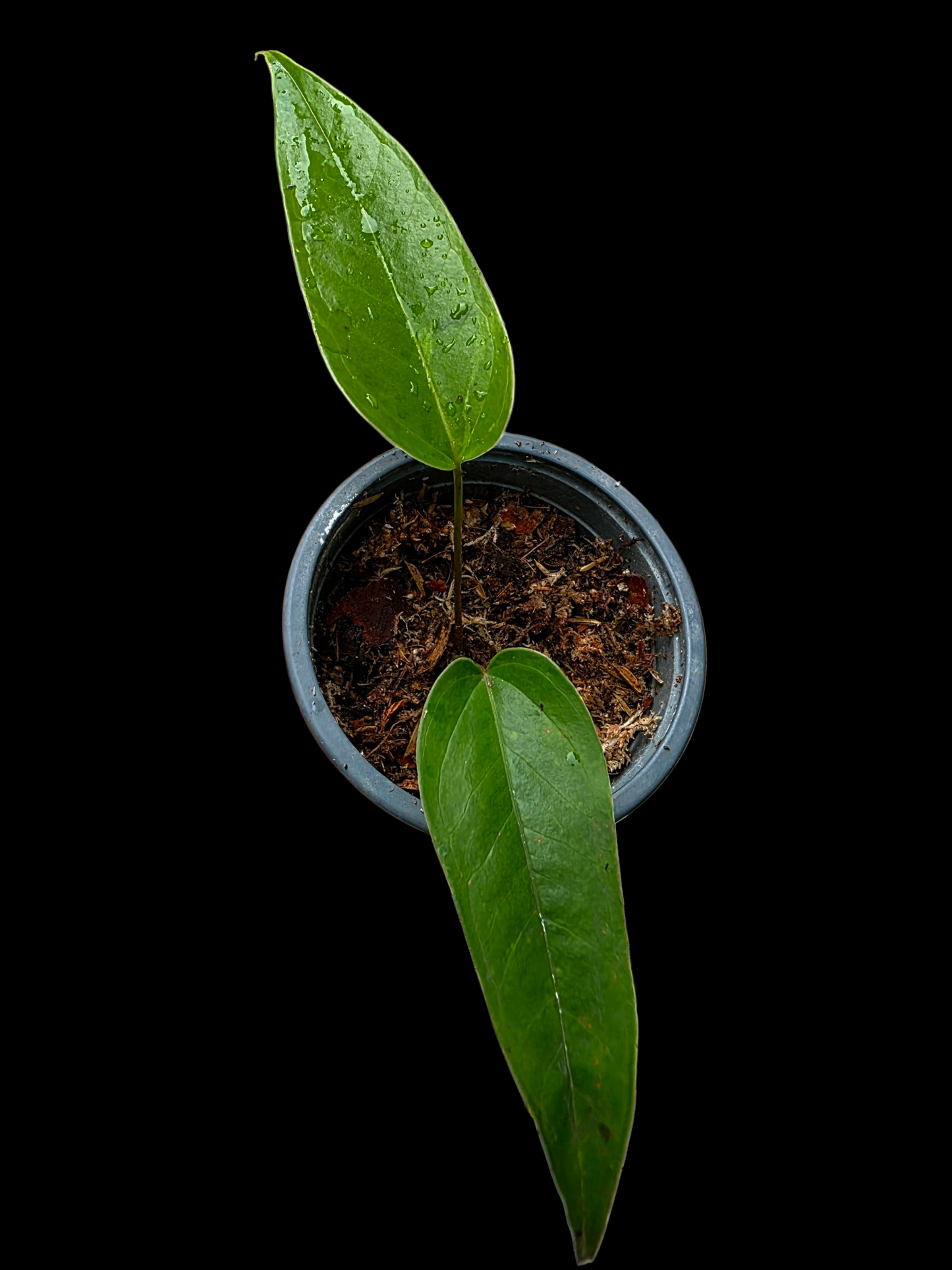 Anthurium Flavolineatum Small Plant (EXACT PLANT)