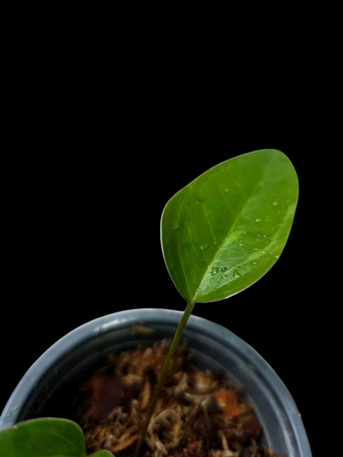 Anthurium Flavolineatum Small Plant (EXACT PLANT)