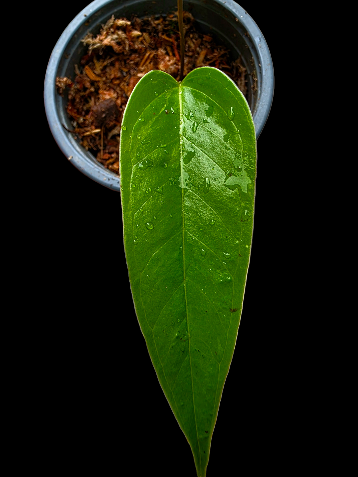 Anthurium Flavolineatum Small Plant (EXACT PLANT)