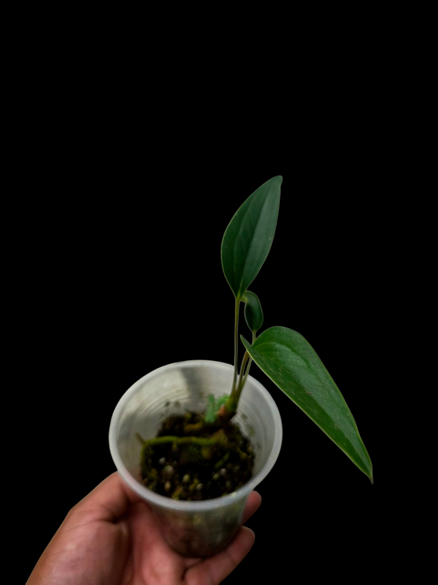 Anthurium sp. 'Indian arrow' Small Size (EXACT PLANT)