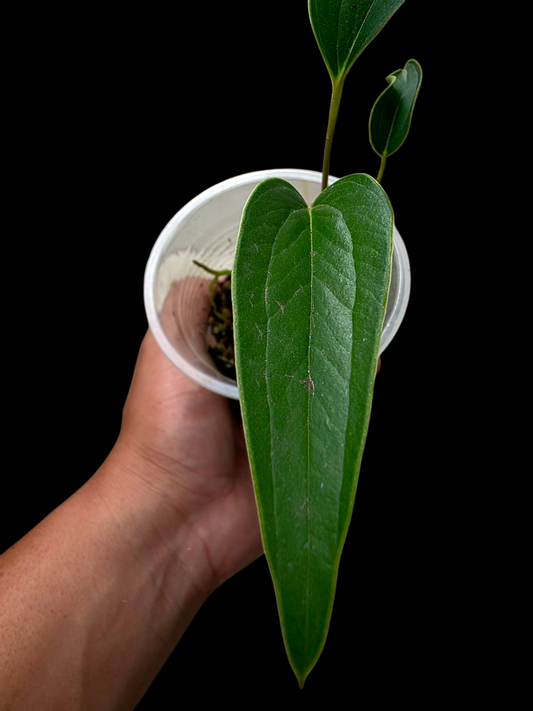 Anthurium sp. 'Indian arrow' Small Size (EXACT PLANT)