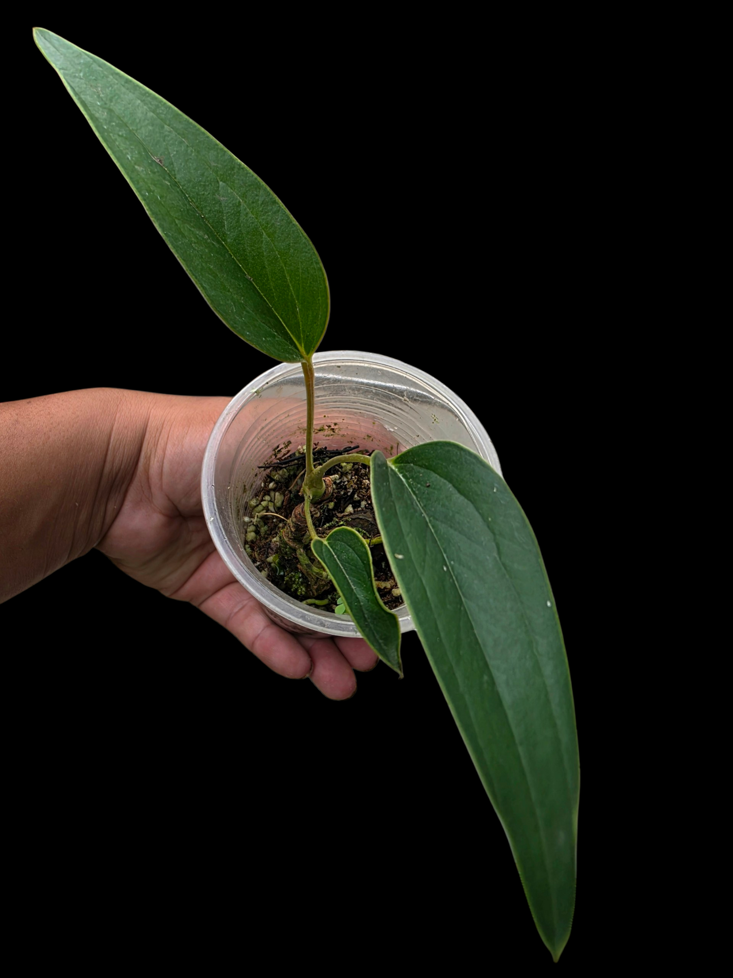 Anthurium sp. 'Indian arrow' Small Size (EXACT PLANT)