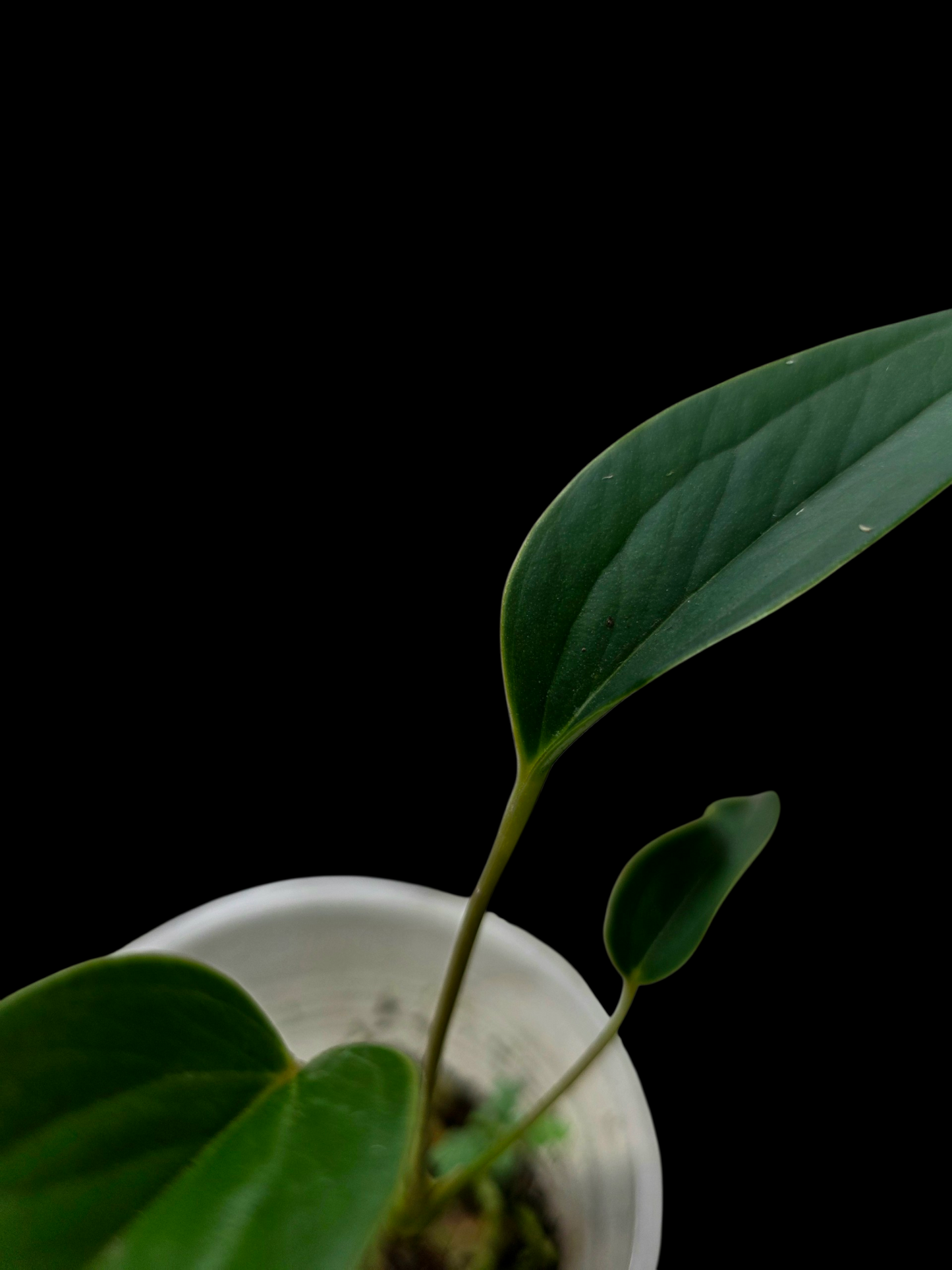 Anthurium sp. 'Indian arrow' Small Size (EXACT PLANT)
