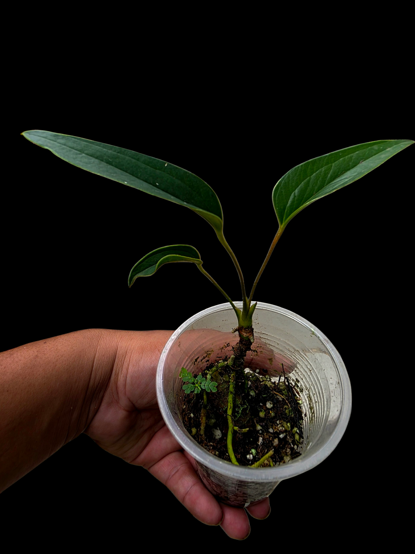Anthurium sp. 'Indian arrow' Small Size (EXACT PLANT)