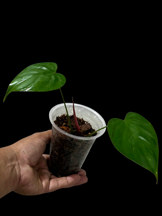 Philodendron Lynamii Wild Ecotype Small Size (EXACT PLANT)