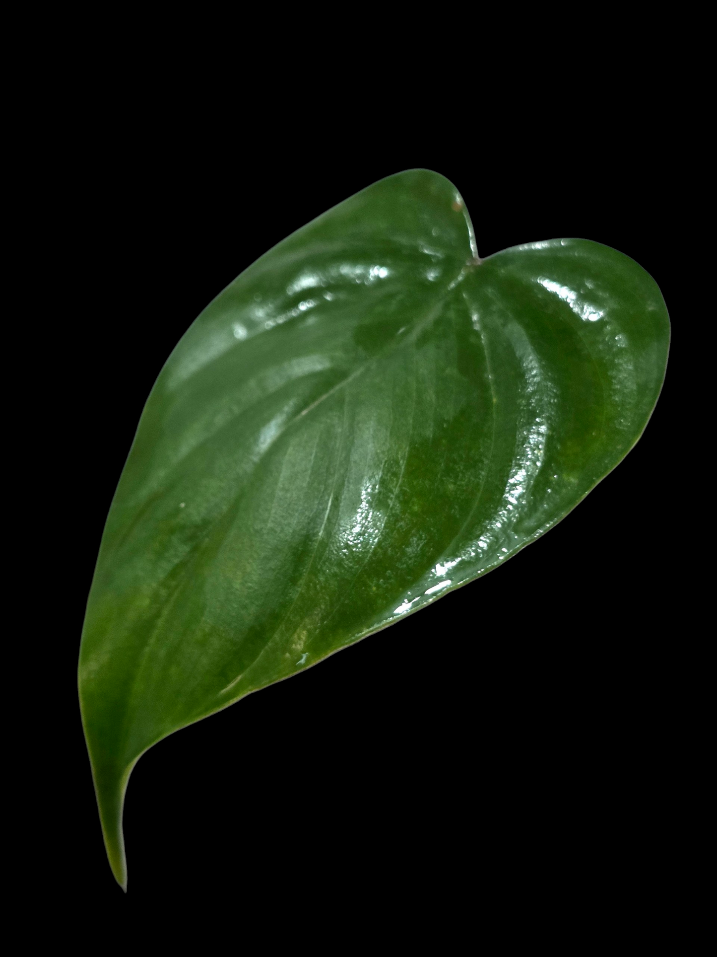 Philodendron Lynamii Wild Ecotype Small Size (EXACT PLANT)