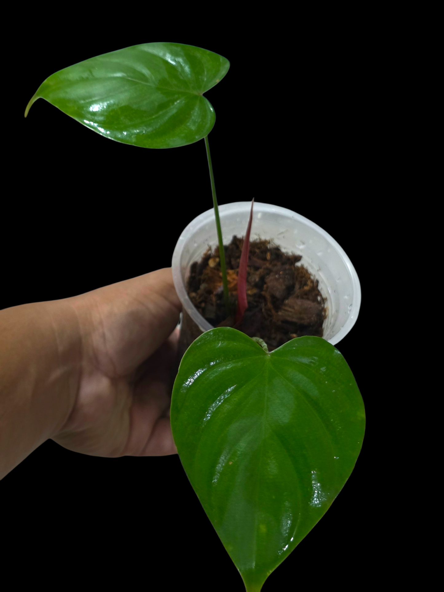 Philodendron Lynamii Wild Ecotype Small Size (EXACT PLANT)