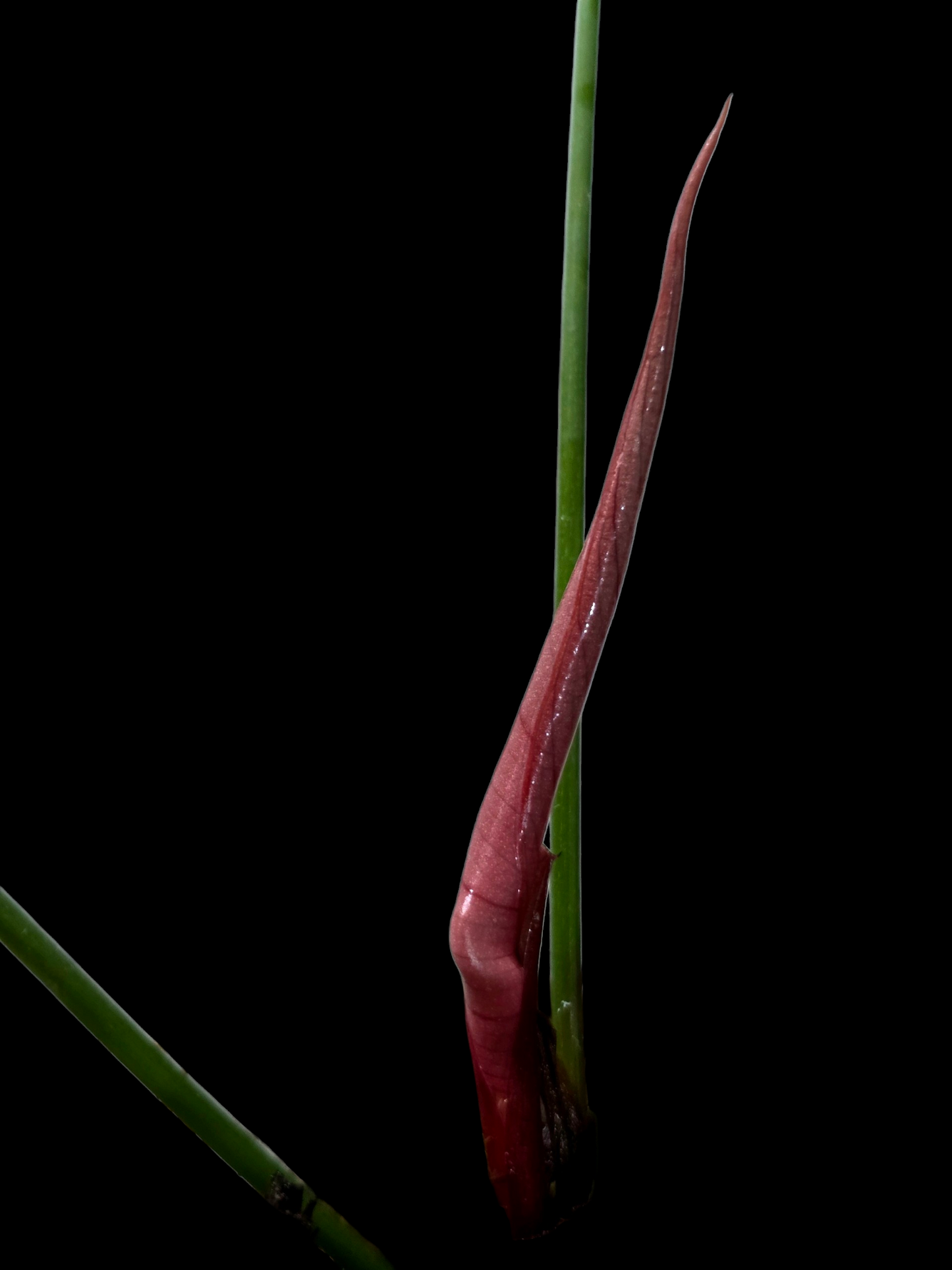 Philodendron Lynamii Wild Ecotype Small Size (EXACT PLANT)
