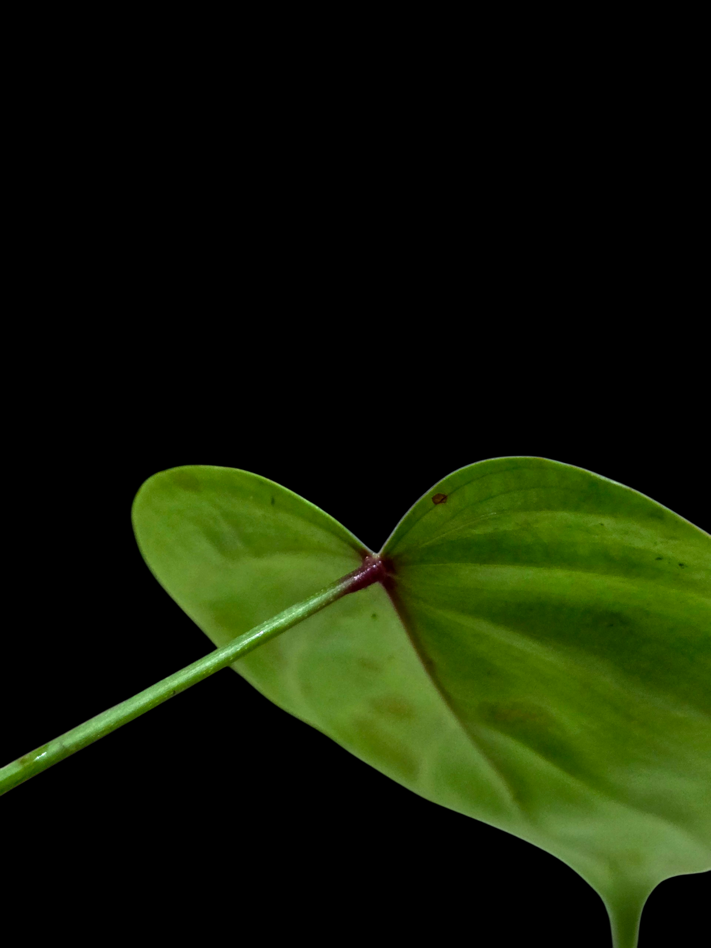 Philodendron Lynamii Wild Ecotype Small Size (EXACT PLANT)