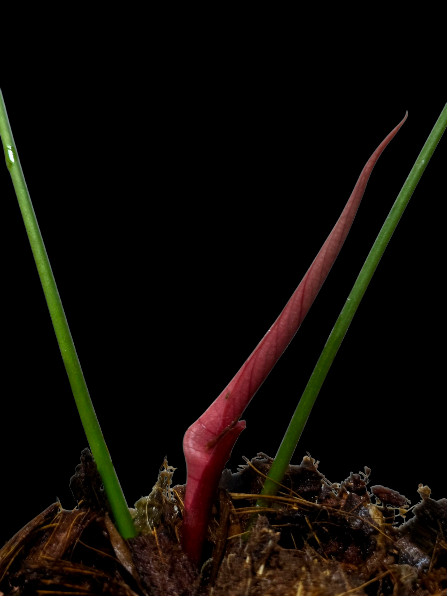 Philodendron Lynamii Wild Ecotype Small Size (EXACT PLANT)