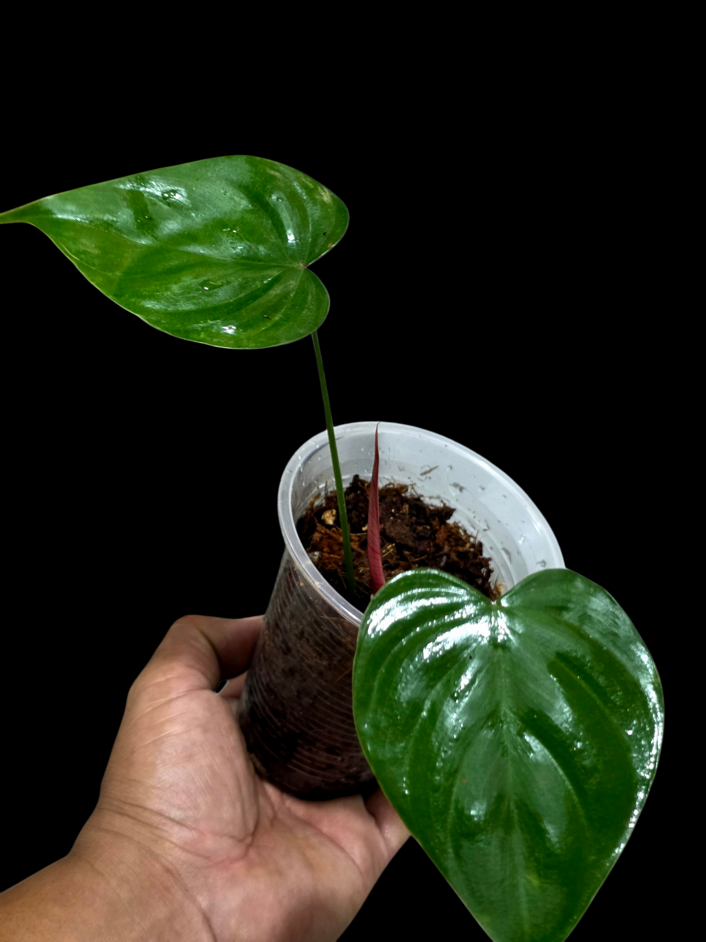 Philodendron Lynamii Wild Ecotype Small Size (EXACT PLANT)