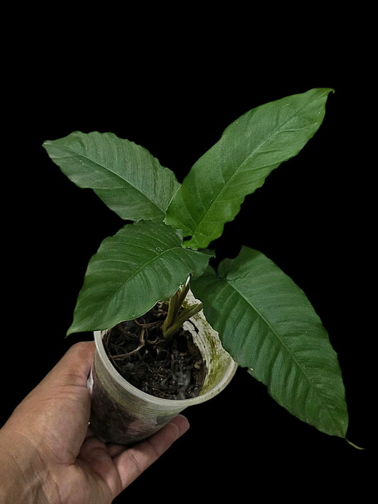 Adelonema Picturatum Small Size (EXACT PLANT)
