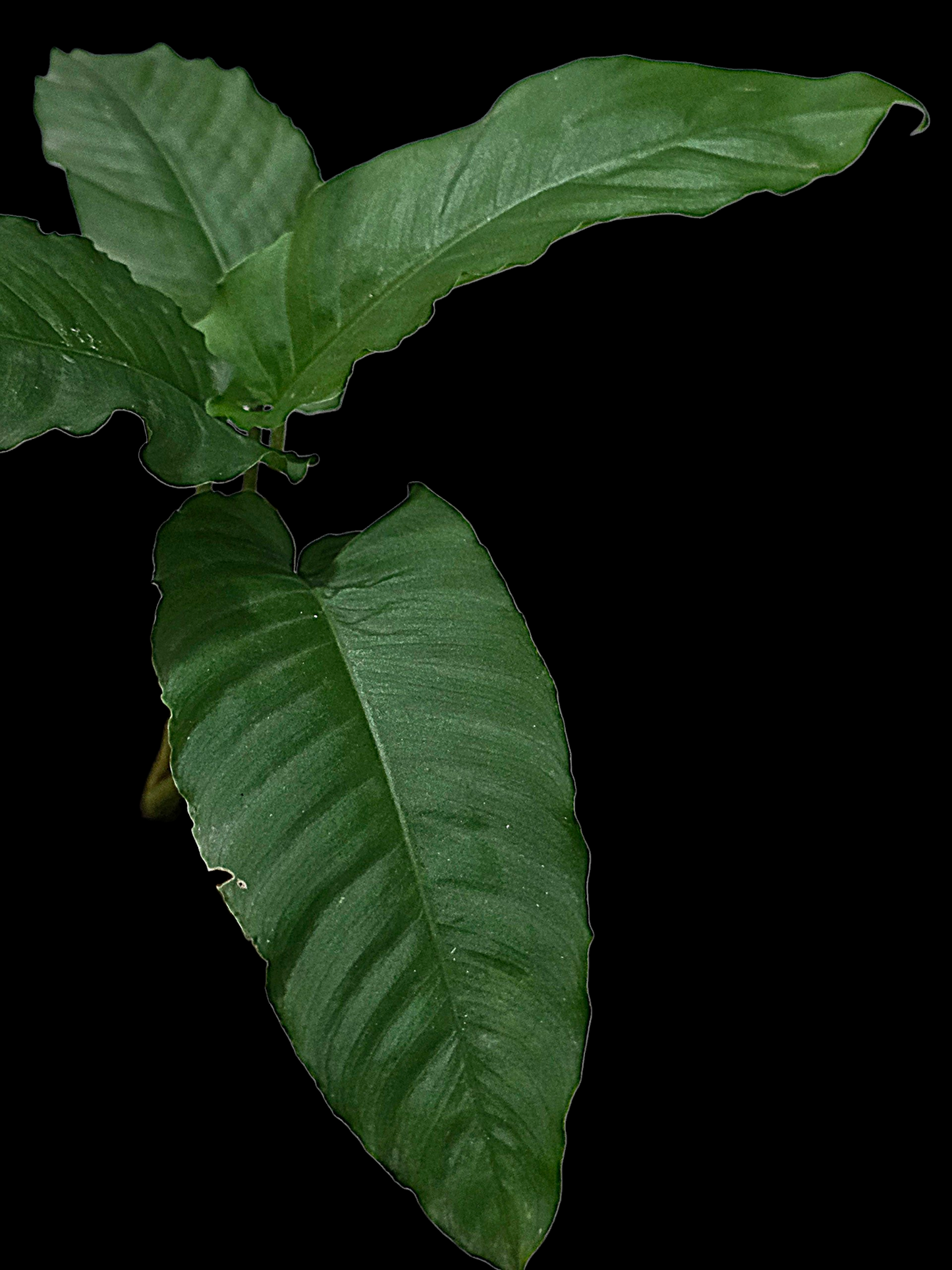 Adelonema Picturatum Small Size (EXACT PLANT)