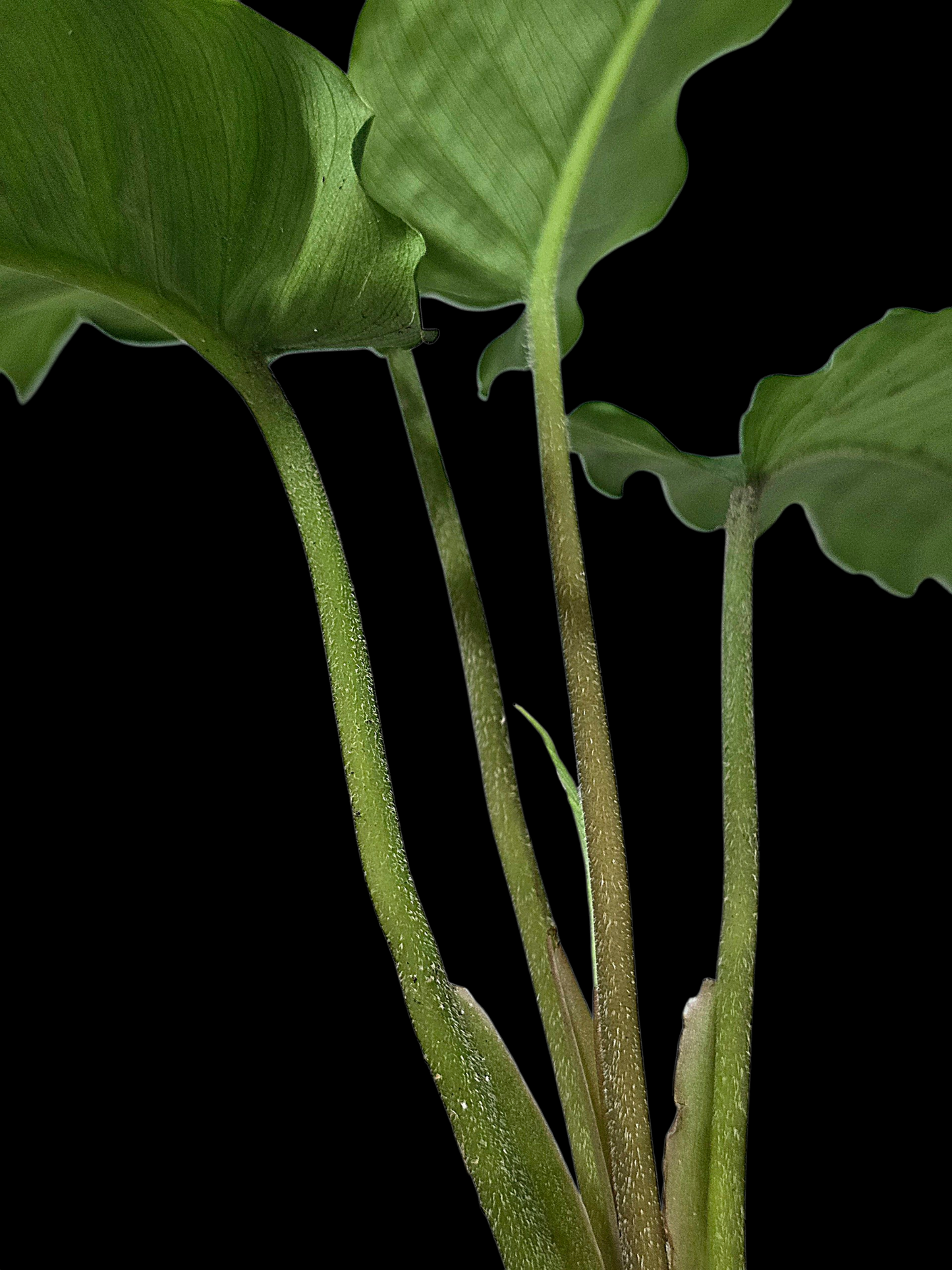 Adelonema Picturatum Small Size (EXACT PLANT)