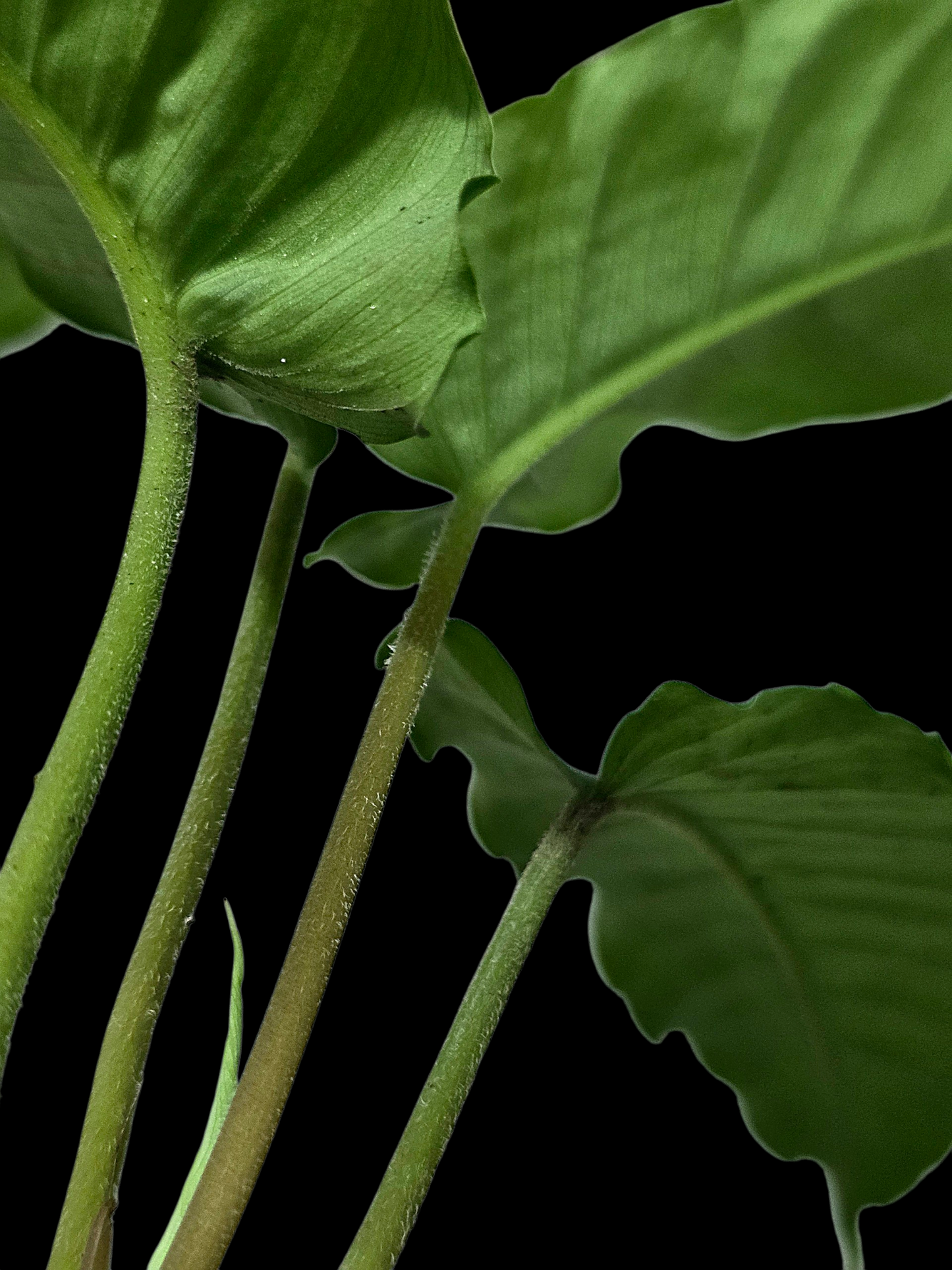 Adelonema Picturatum Small Size (EXACT PLANT)
