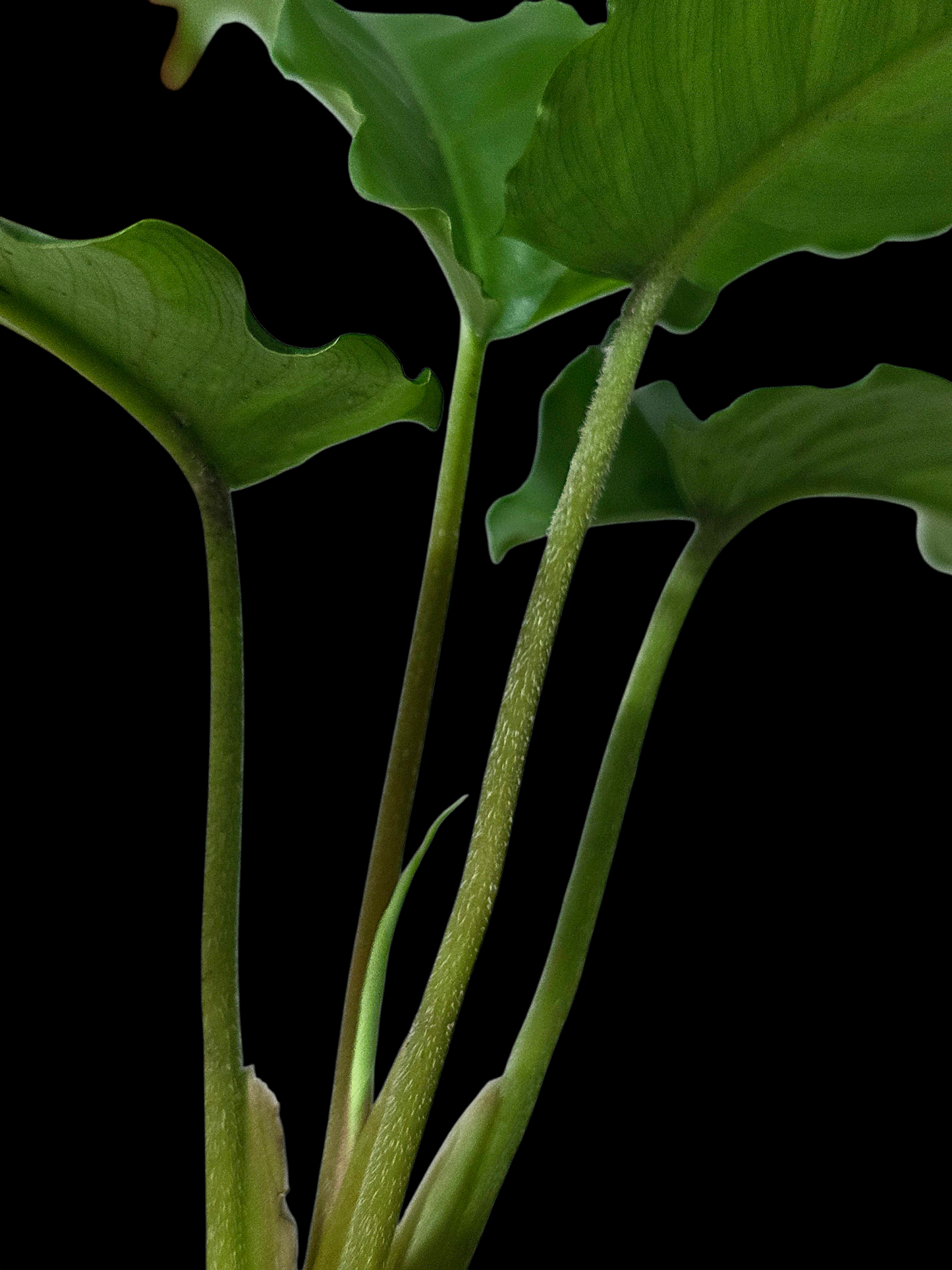 Adelonema Picturatum Small Size (EXACT PLANT)
