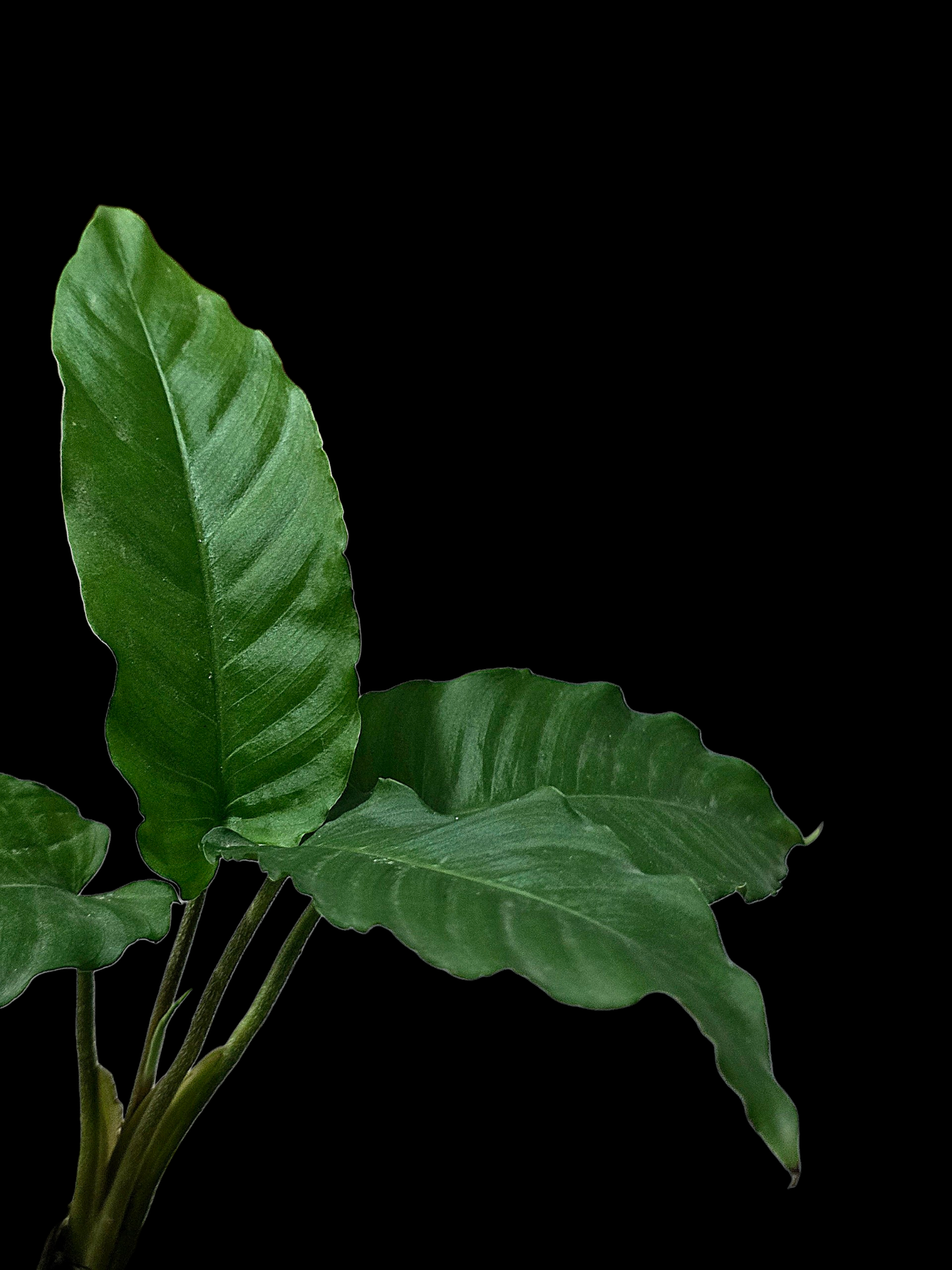 Adelonema Picturatum Small Size (EXACT PLANT)
