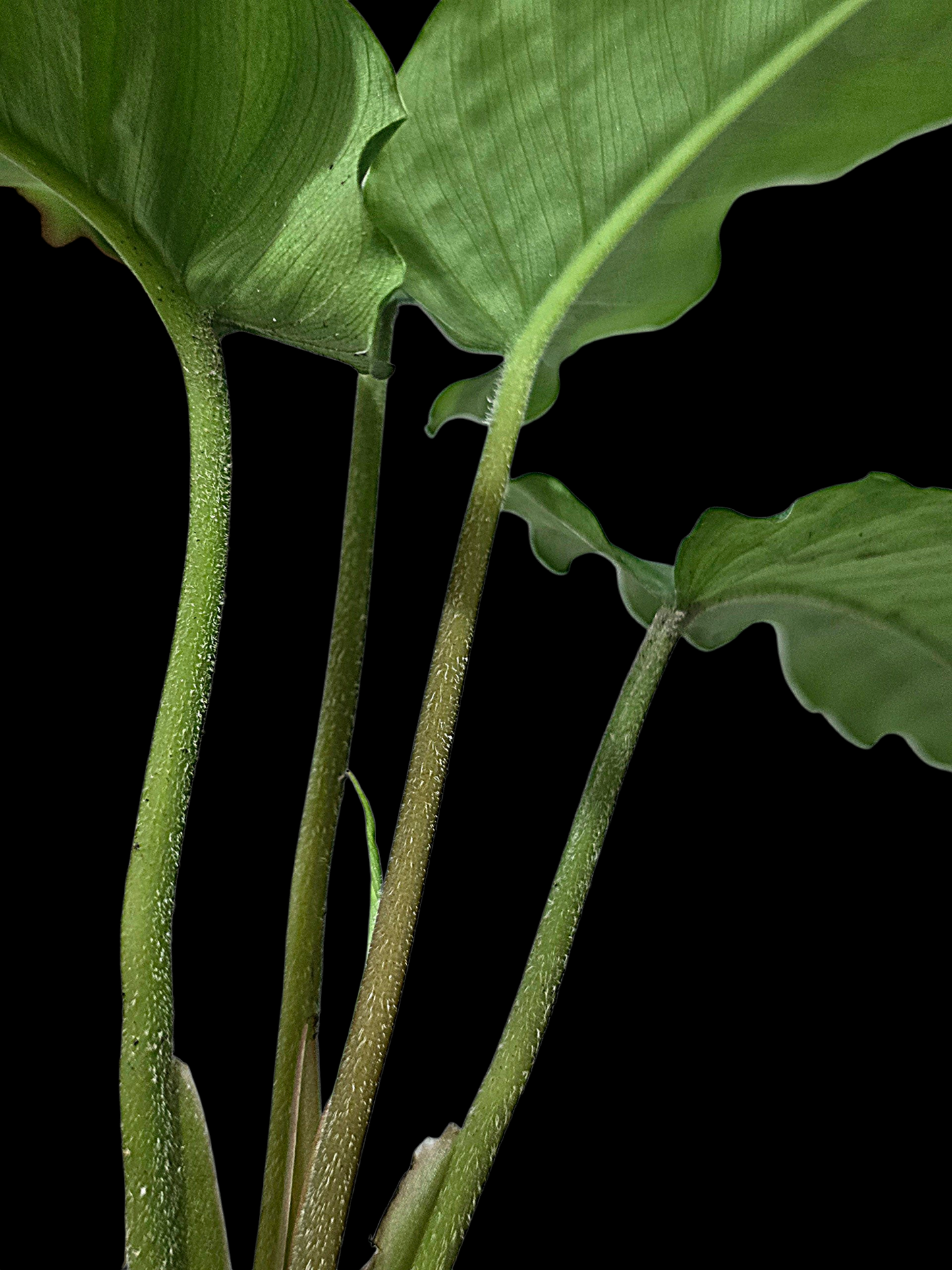 Adelonema Picturatum Small Size (EXACT PLANT)