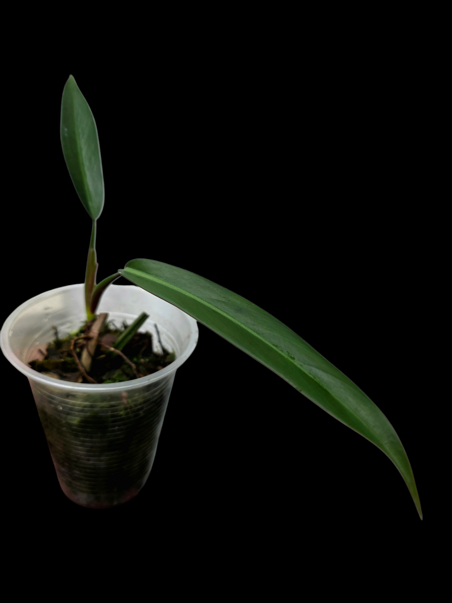 Philodendron Bicolor Small Size (EXACT PLANT)