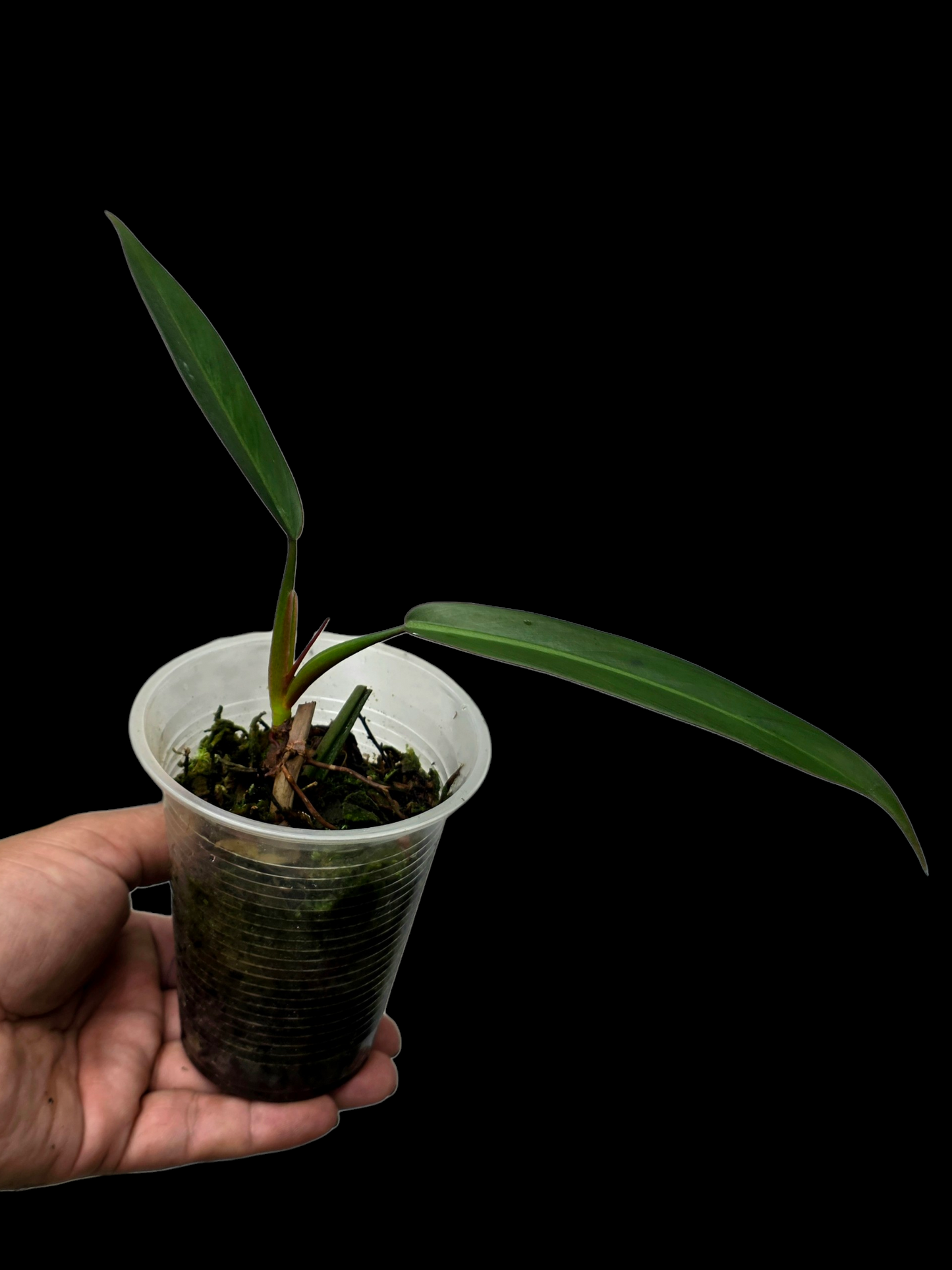 Philodendron Bicolor Small Size (EXACT PLANT)
