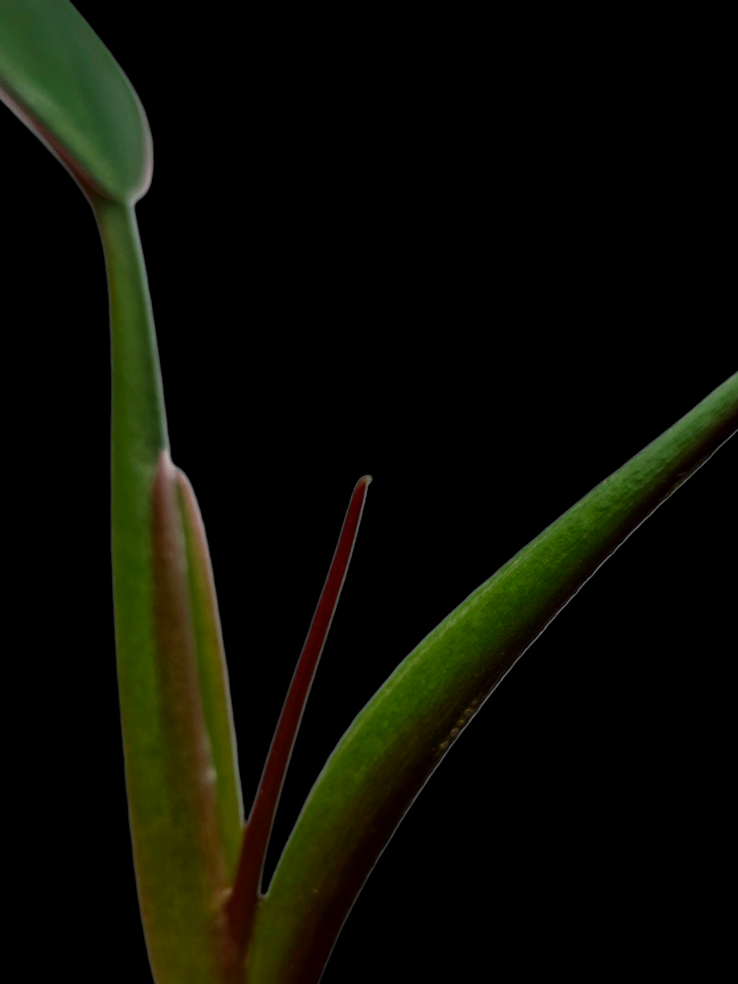 Philodendron Bicolor Small Size (EXACT PLANT)