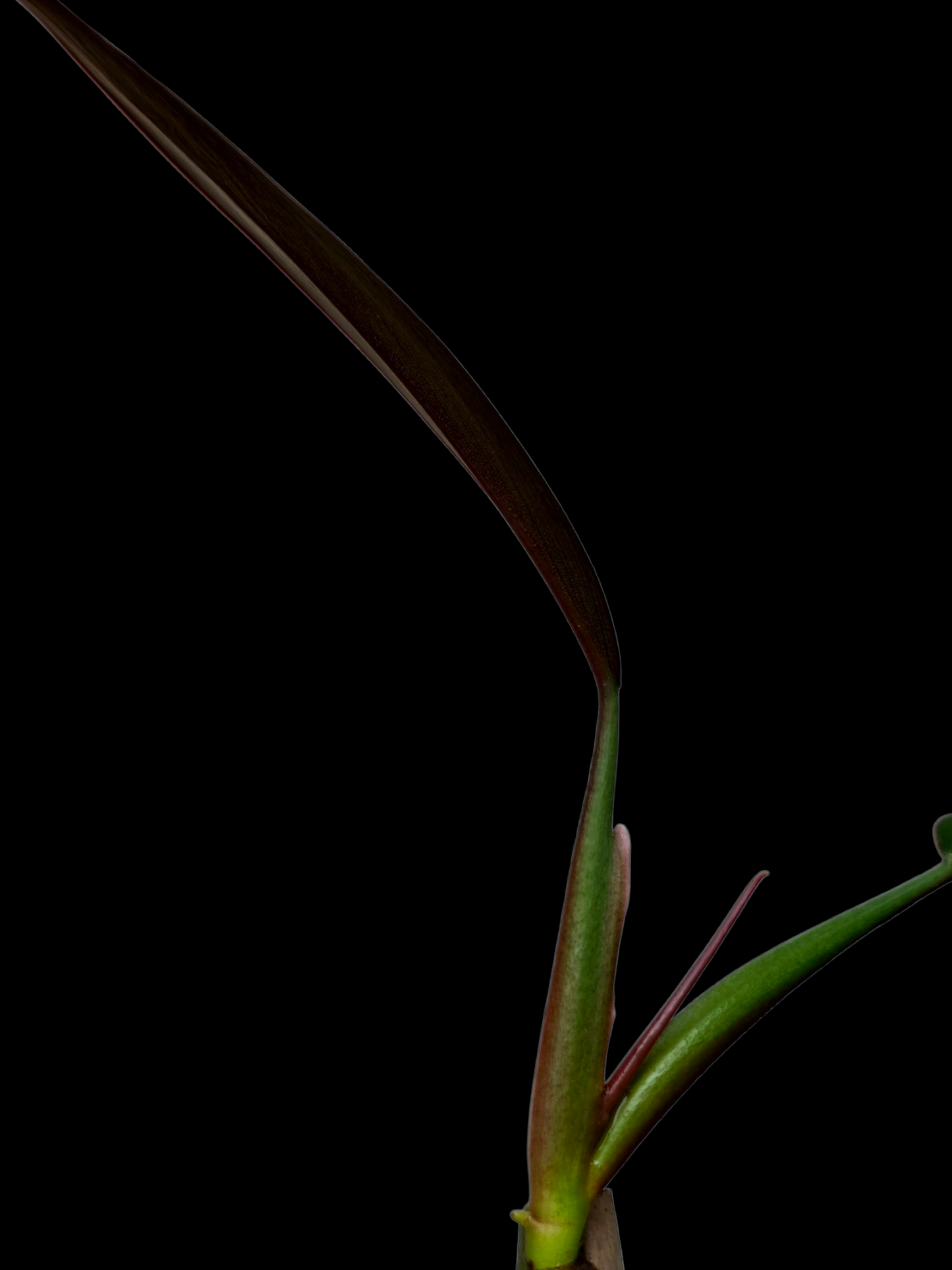 Philodendron Bicolor Small Size (EXACT PLANT)