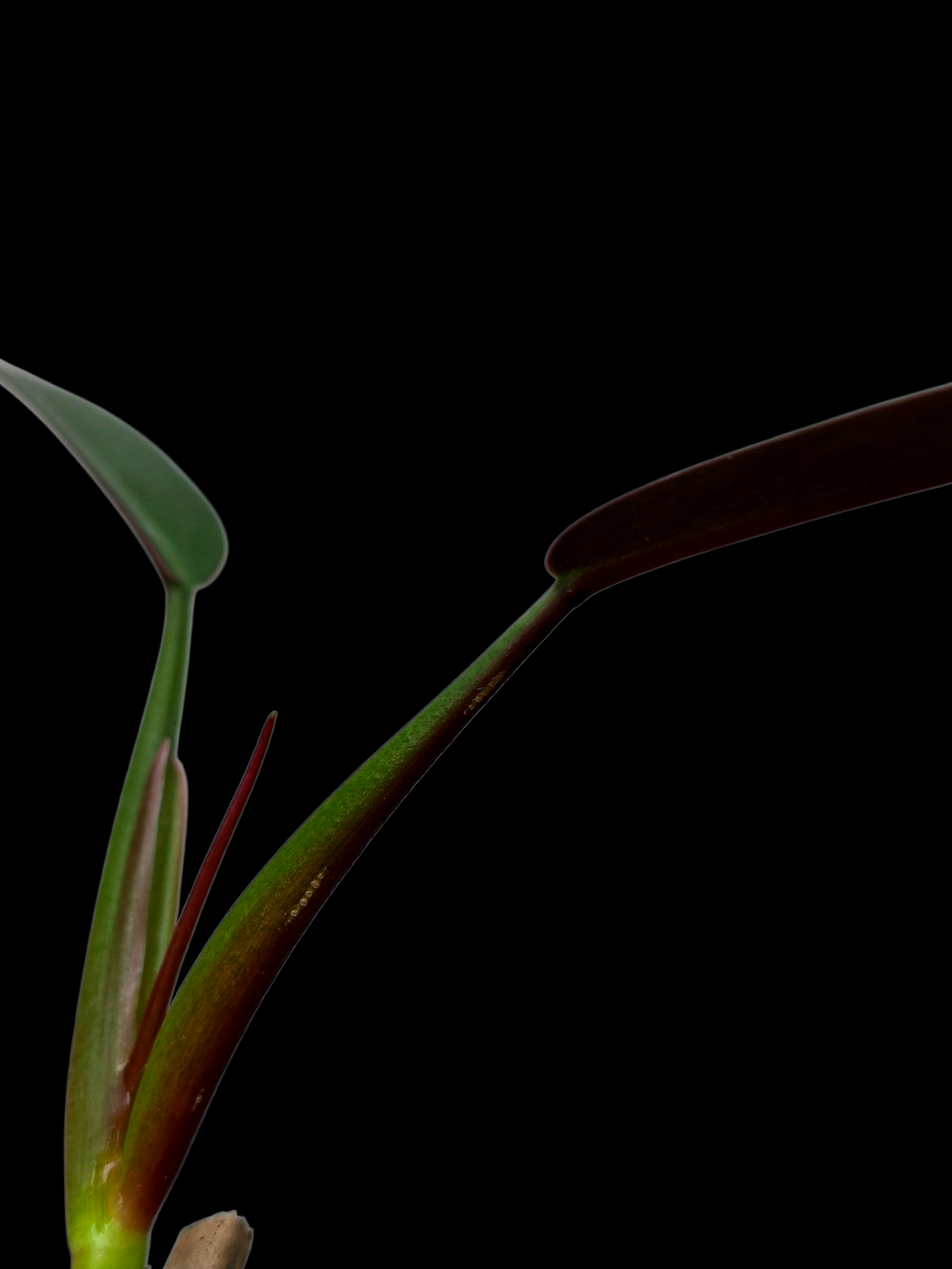 Philodendron Bicolor Small Size (EXACT PLANT)