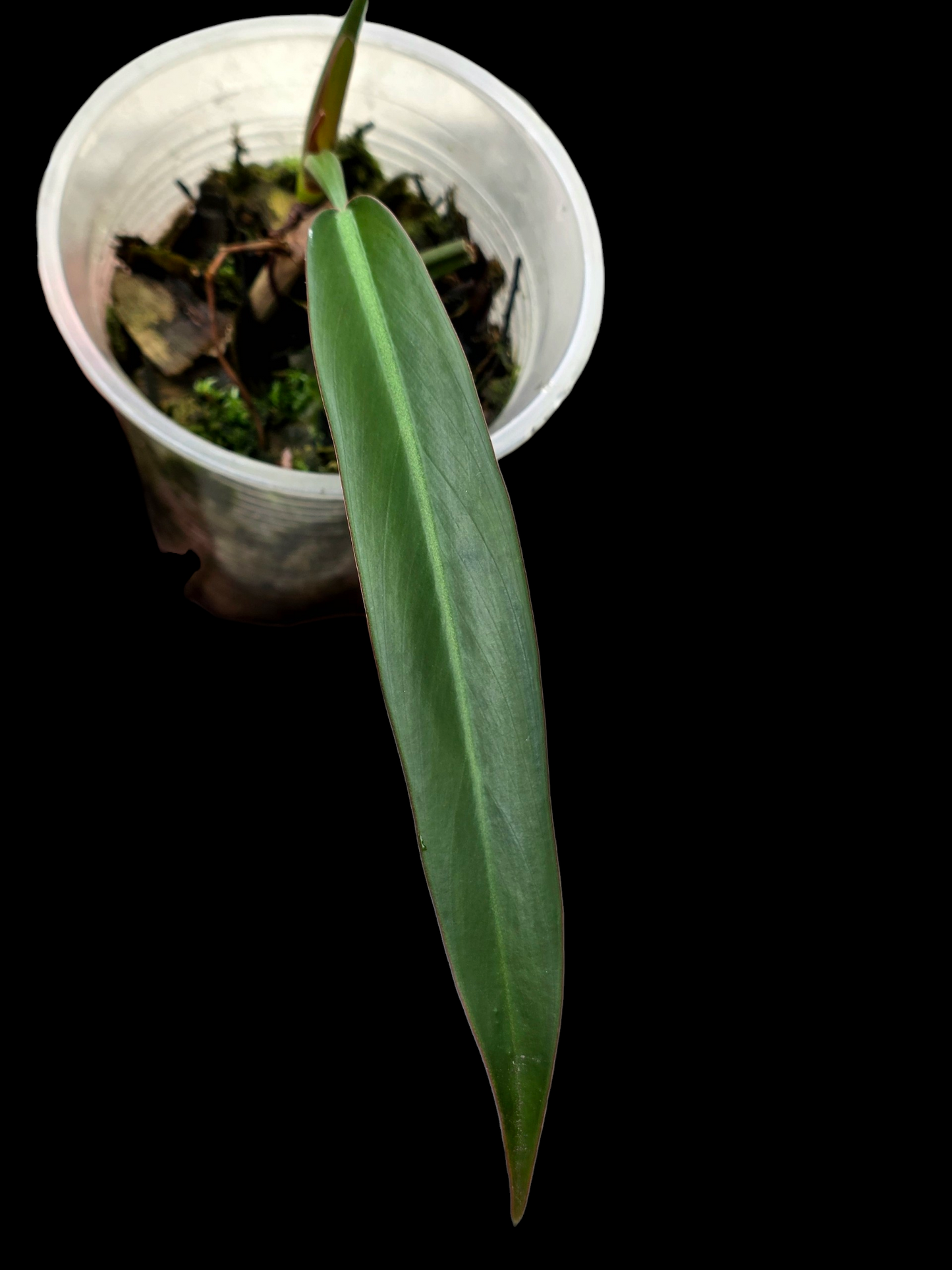 Philodendron Bicolor Small Size (EXACT PLANT)