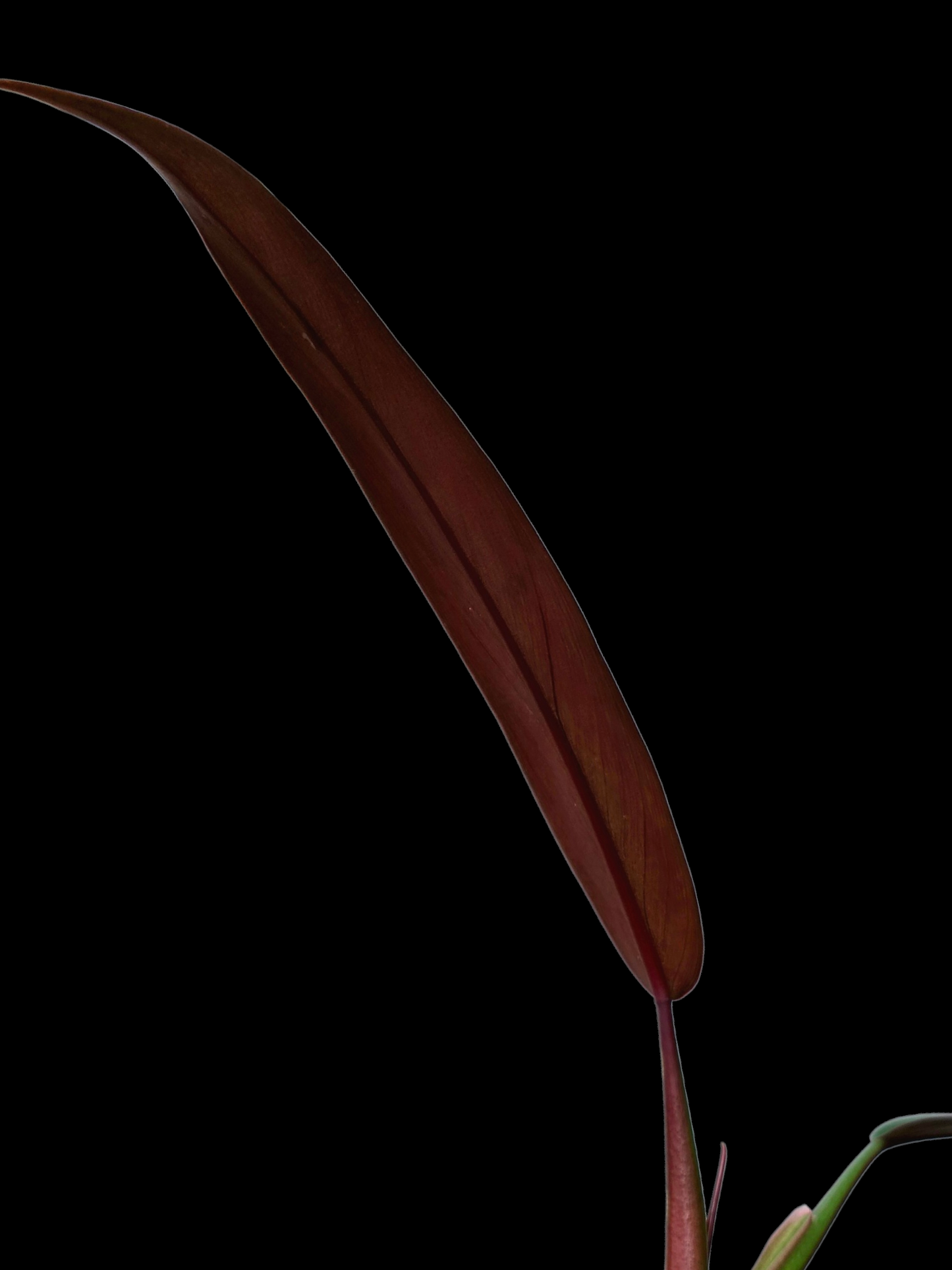 Philodendron Bicolor Small Size (EXACT PLANT)