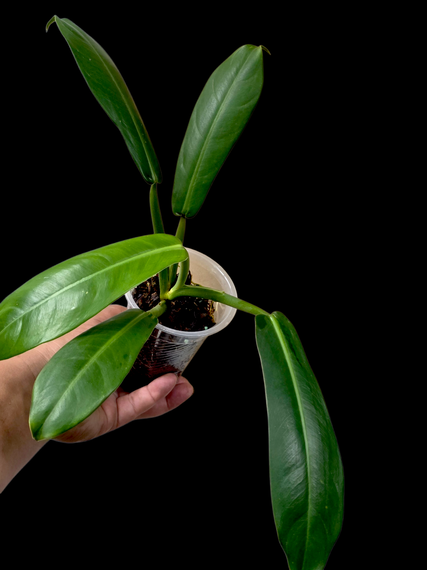 Philodendron sp. aff. Ruizii Peru Ecotype (EXACT PLANT)