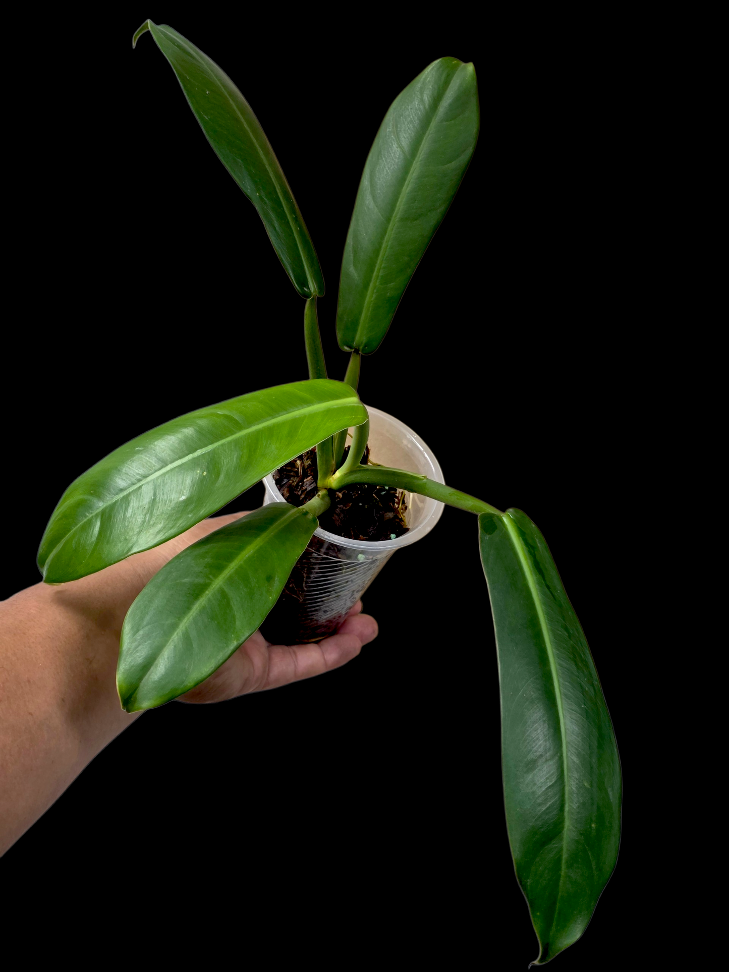 Philodendron sp. aff. Ruizii Peru Ecotype (EXACT PLANT)
